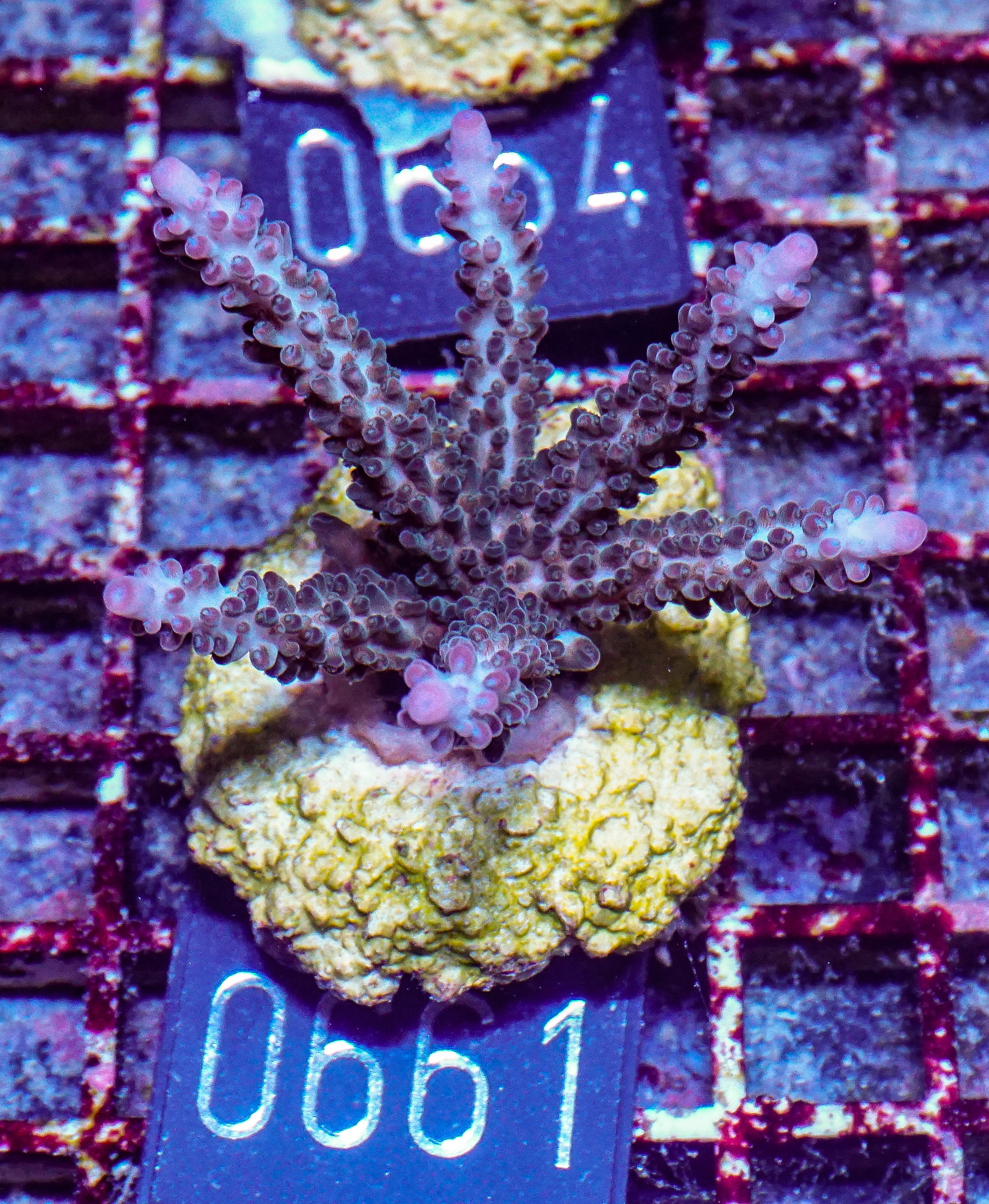 Acropora kosurini „pink tips“