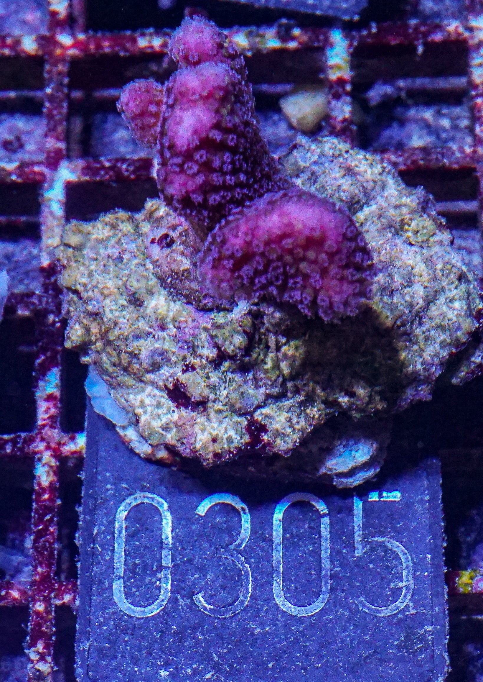 Stylophora pistillata "pink"