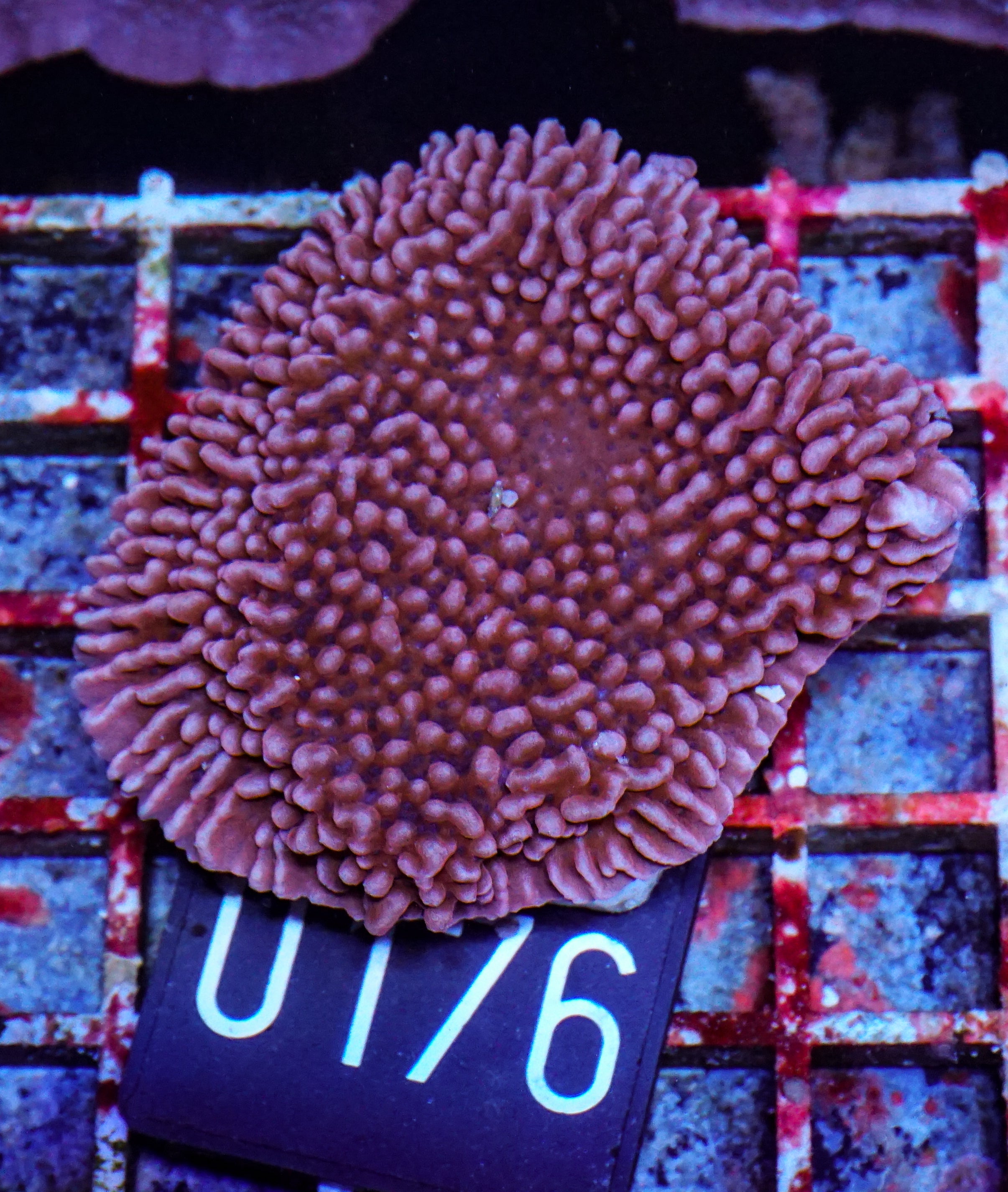 Montipora undata/danae "rot"