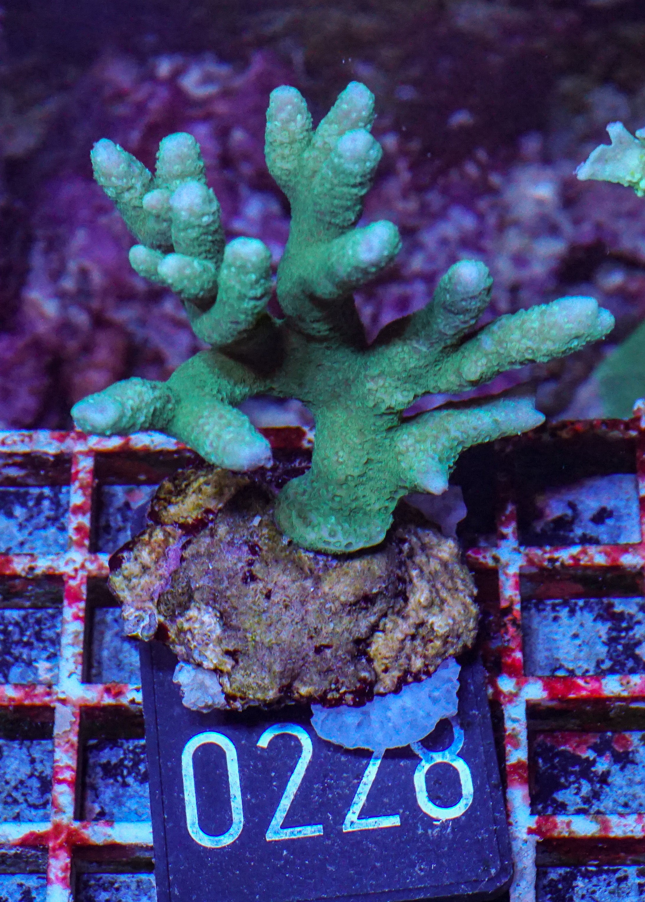 Montipora digitata grün