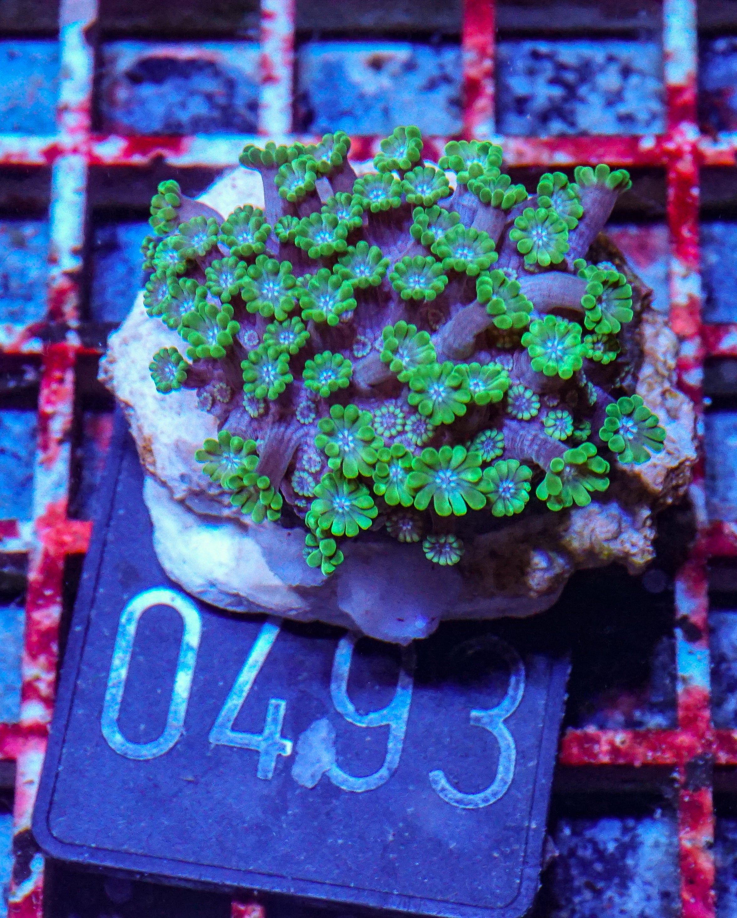 Alveopora sp. "grün"