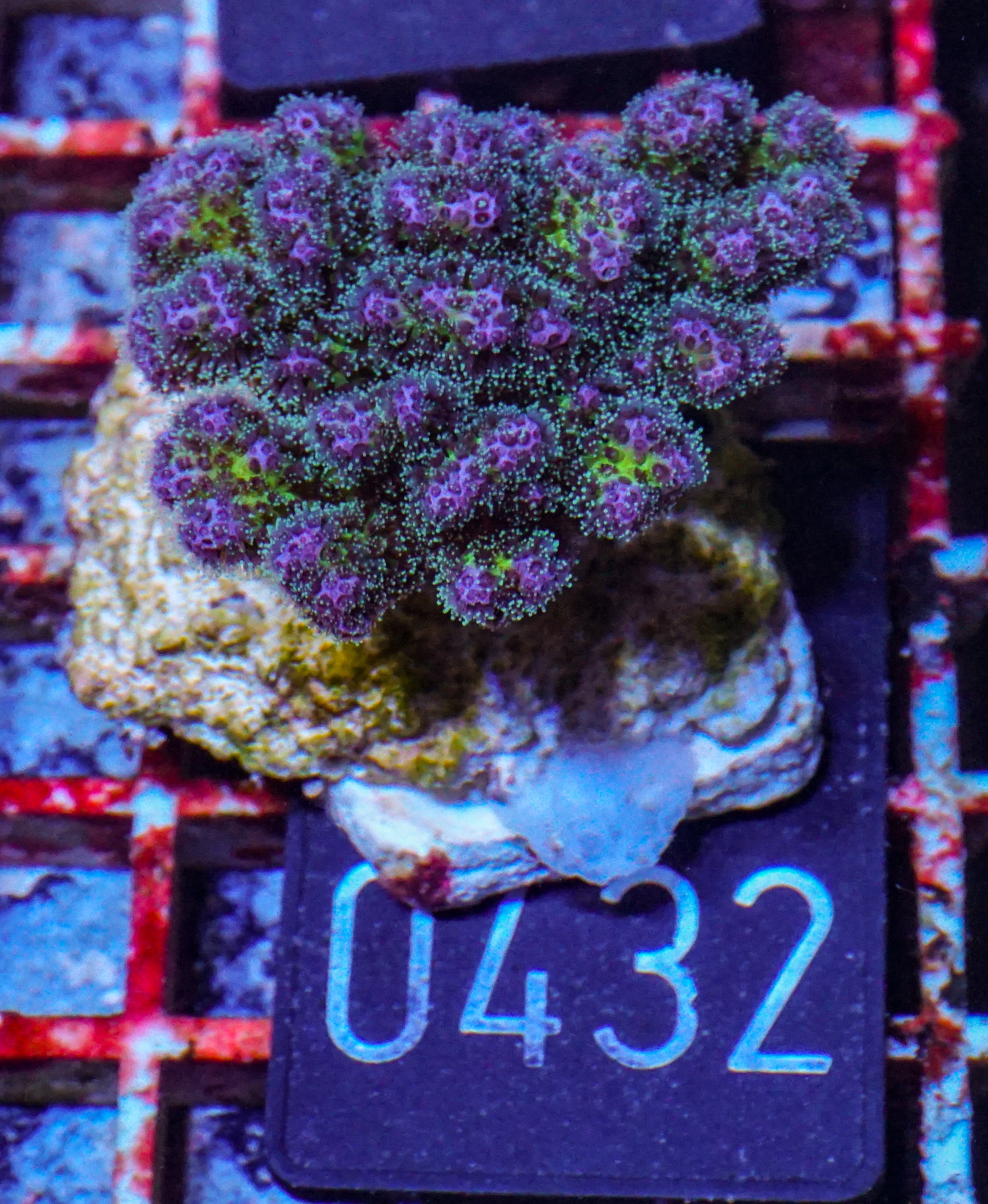 Pocillopora damicornis "tricolor"