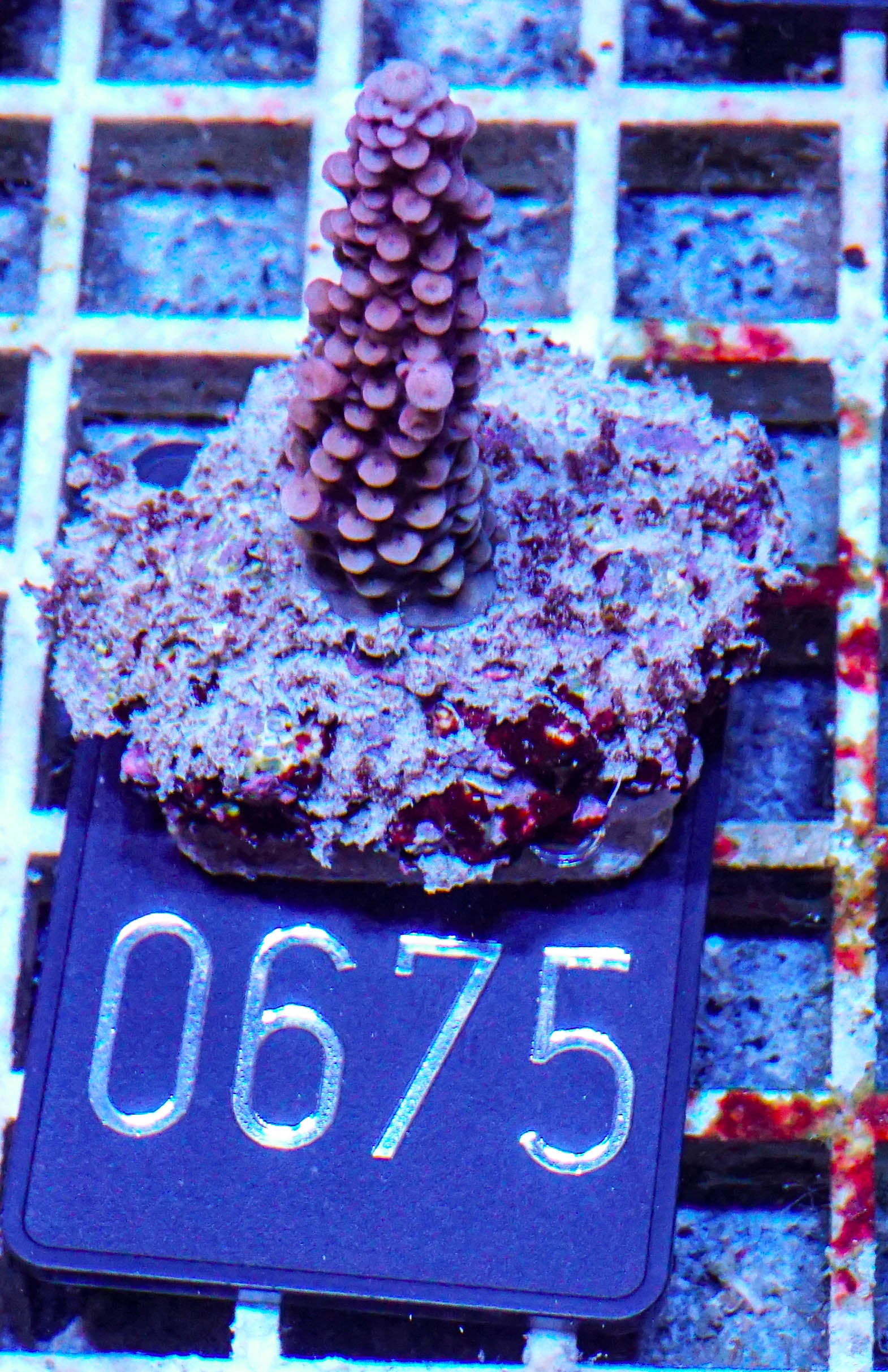 Acropora vermiculata „red jacket“