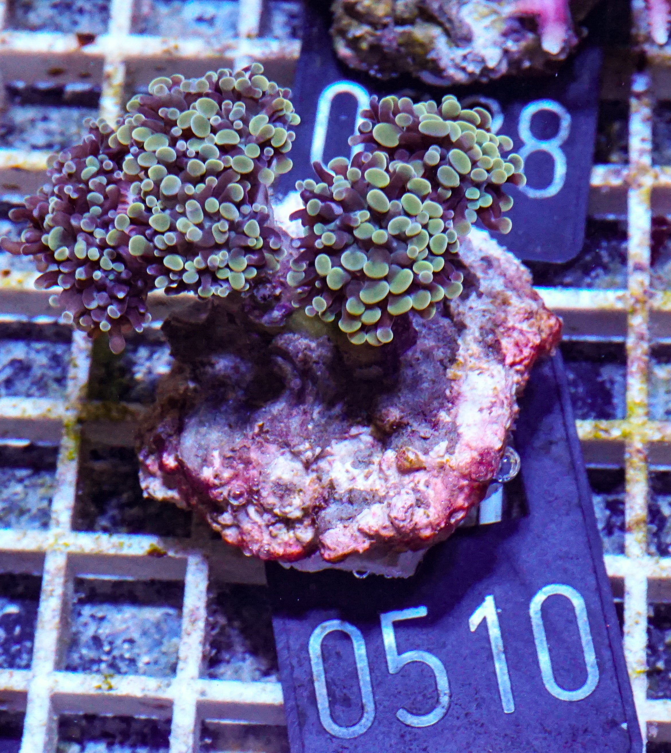 Euphyllia/Fimbriaphyllia paraancora "golden nugget"