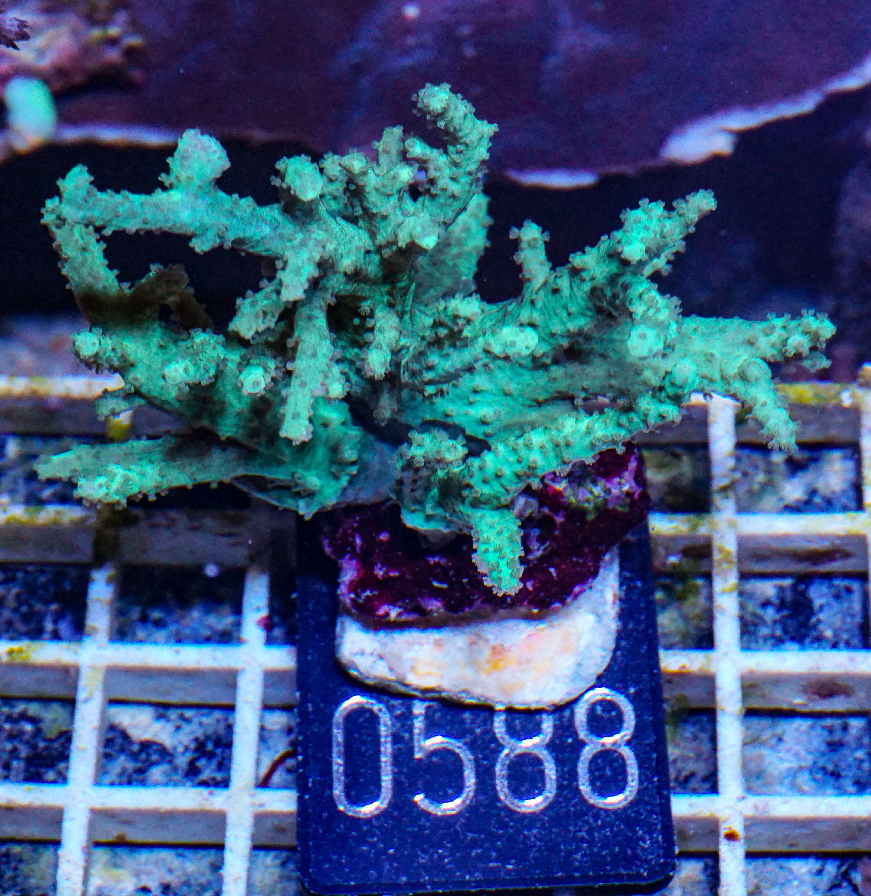 Sinularia/ Sclerophytum sp. „grün“