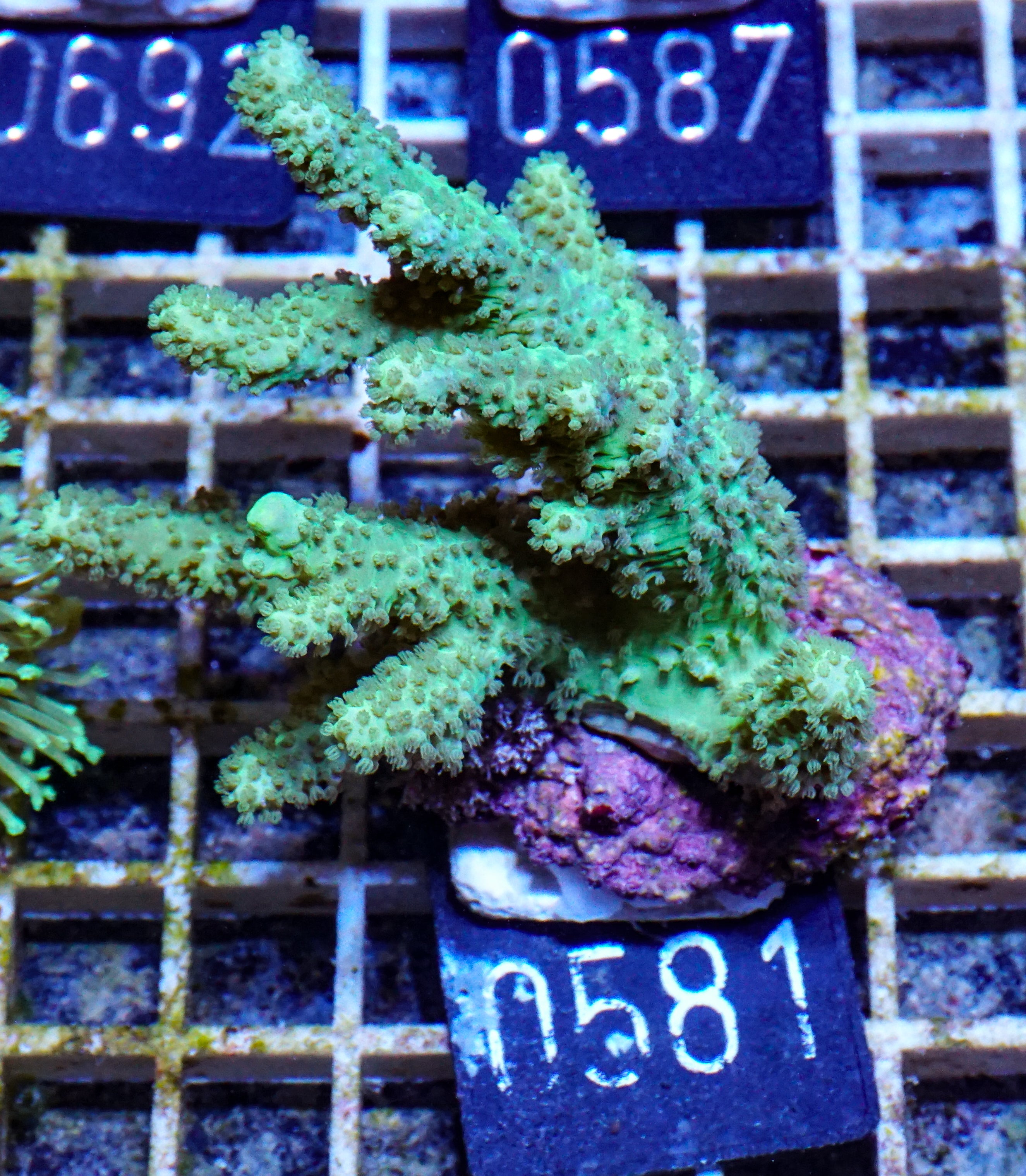 Lobophytum sp. „grün“