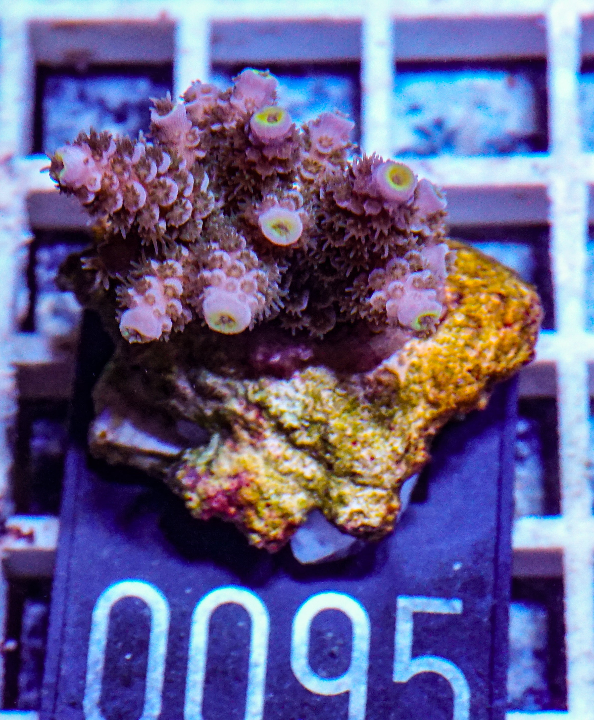 Acropora tenuis „Walt Disney art"