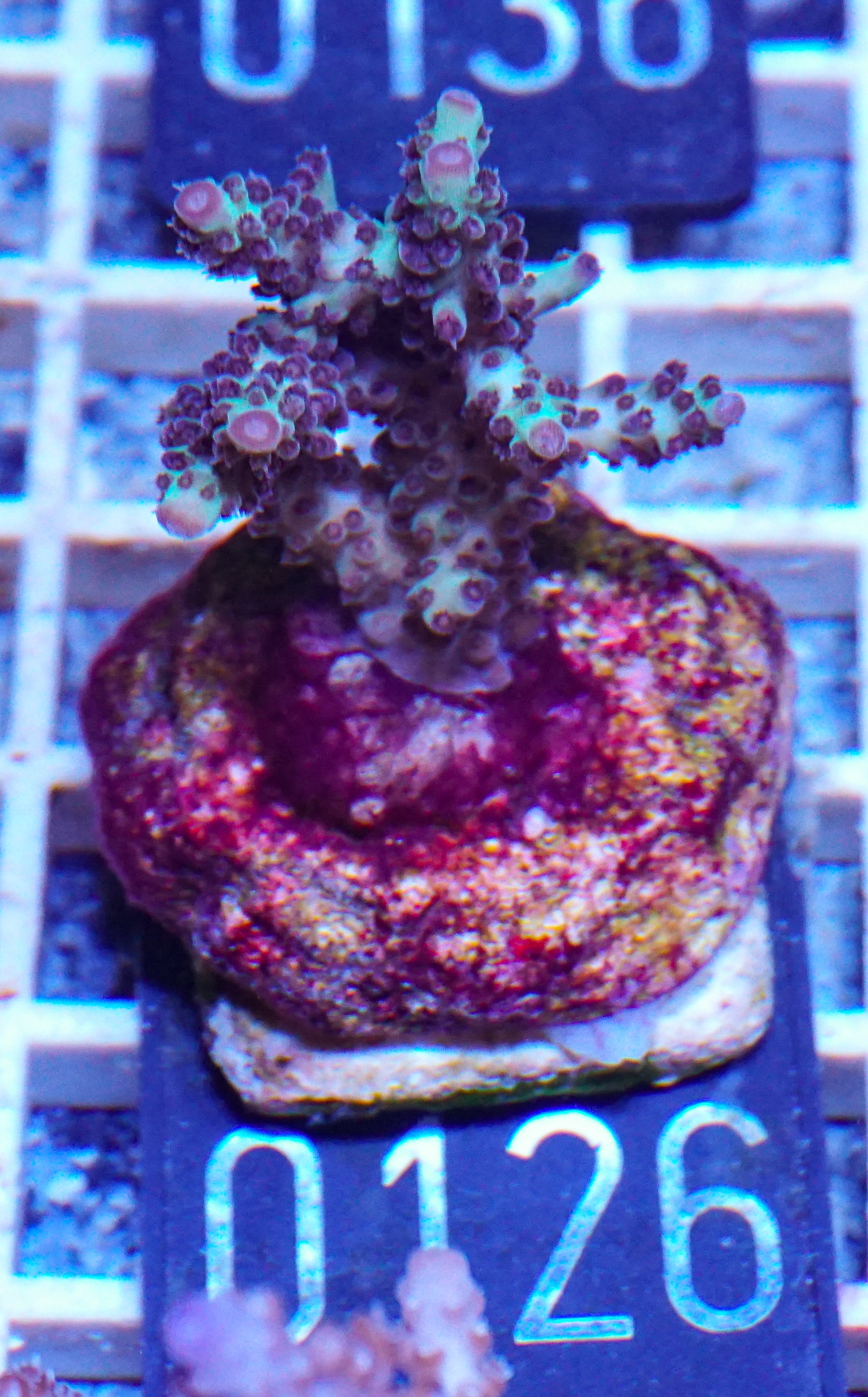 Acropora massawensis „false strawberry-shortcake“
