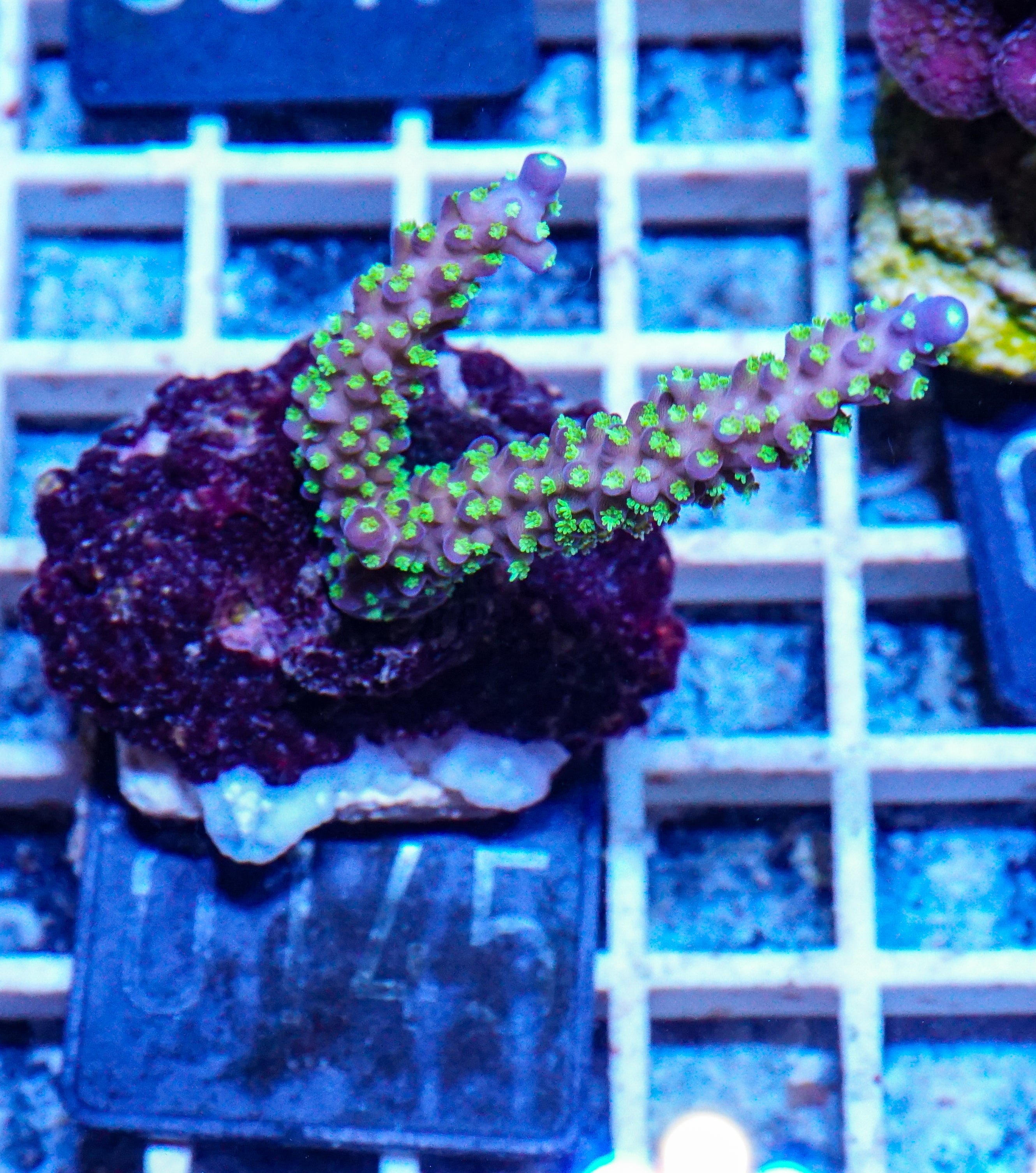 Acropora nana „tricolor“