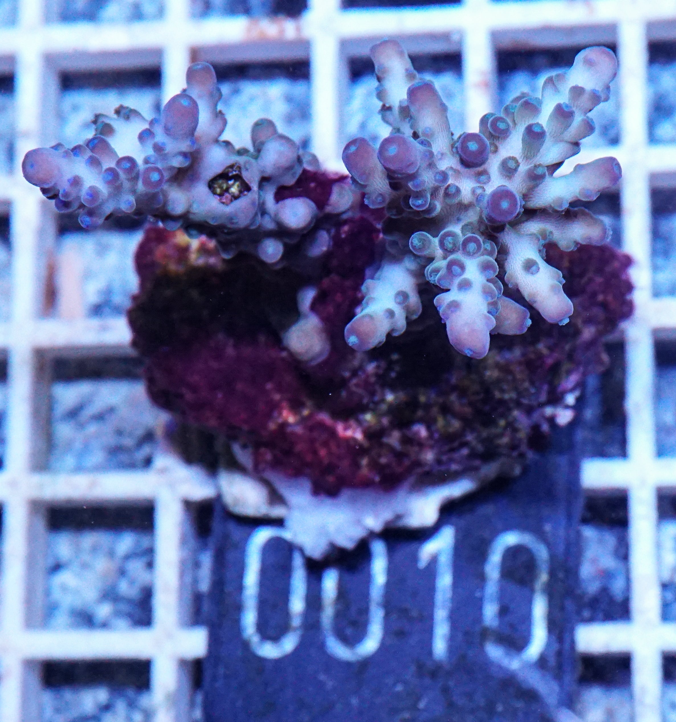 Acropora tortuosa "türkis"