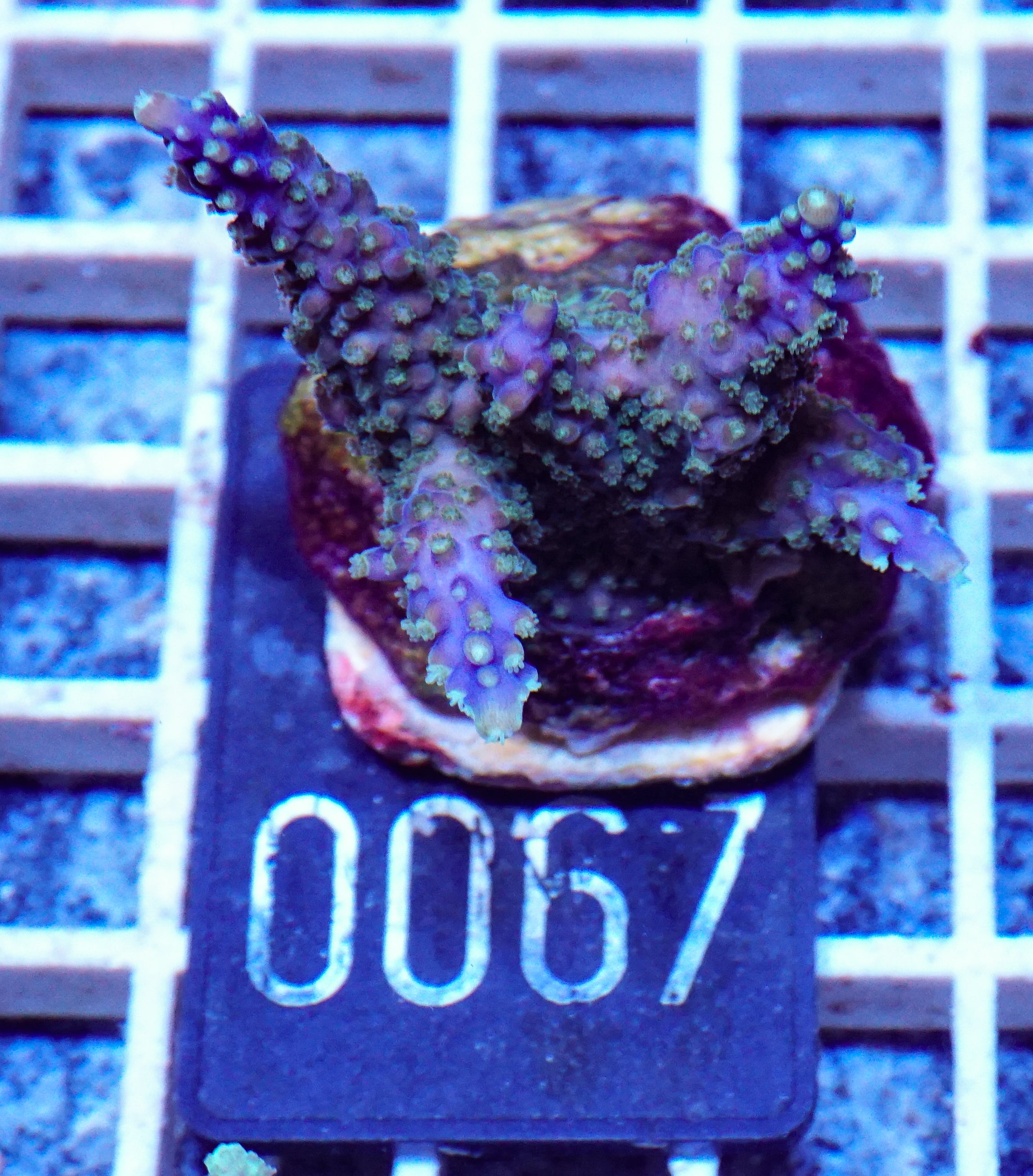 Acropora cerialis "purple rain"