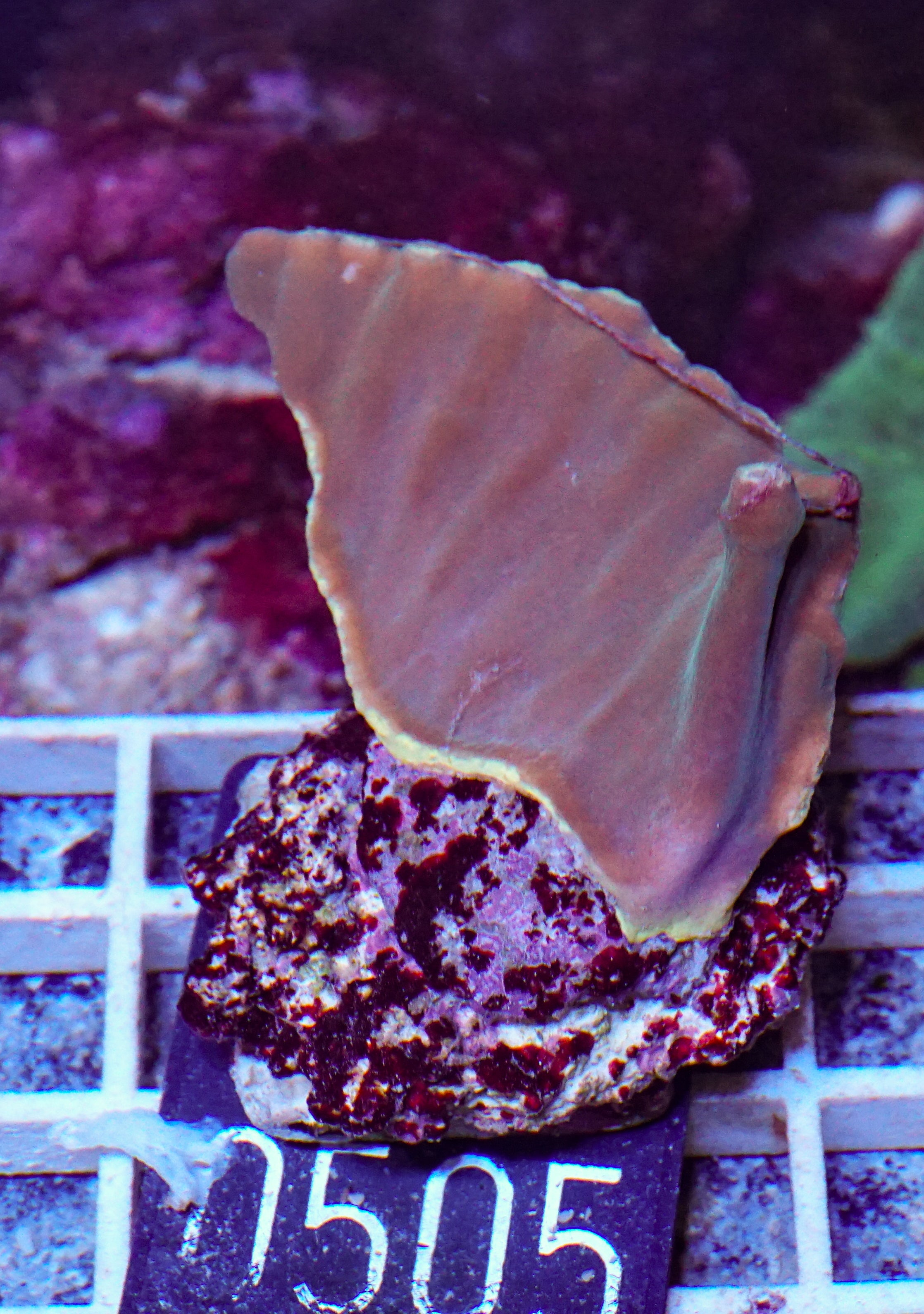 Turbinaria heronensis "rare"