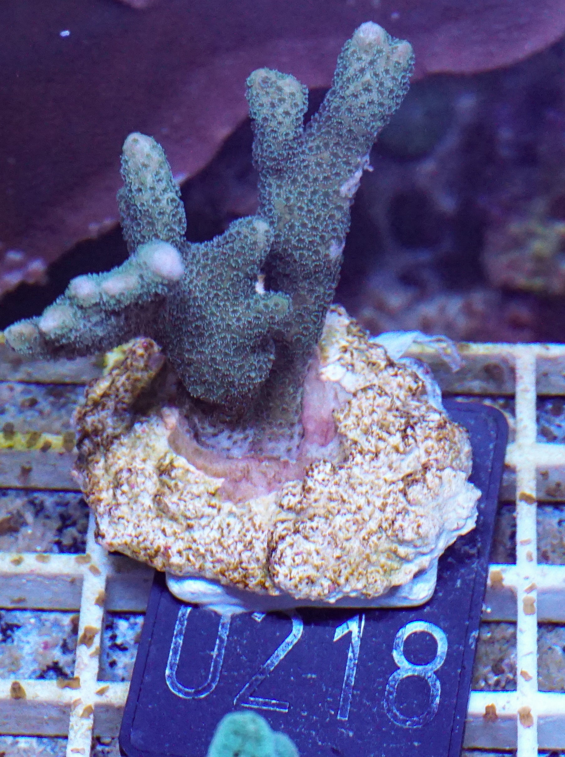 Montipora gaimardi