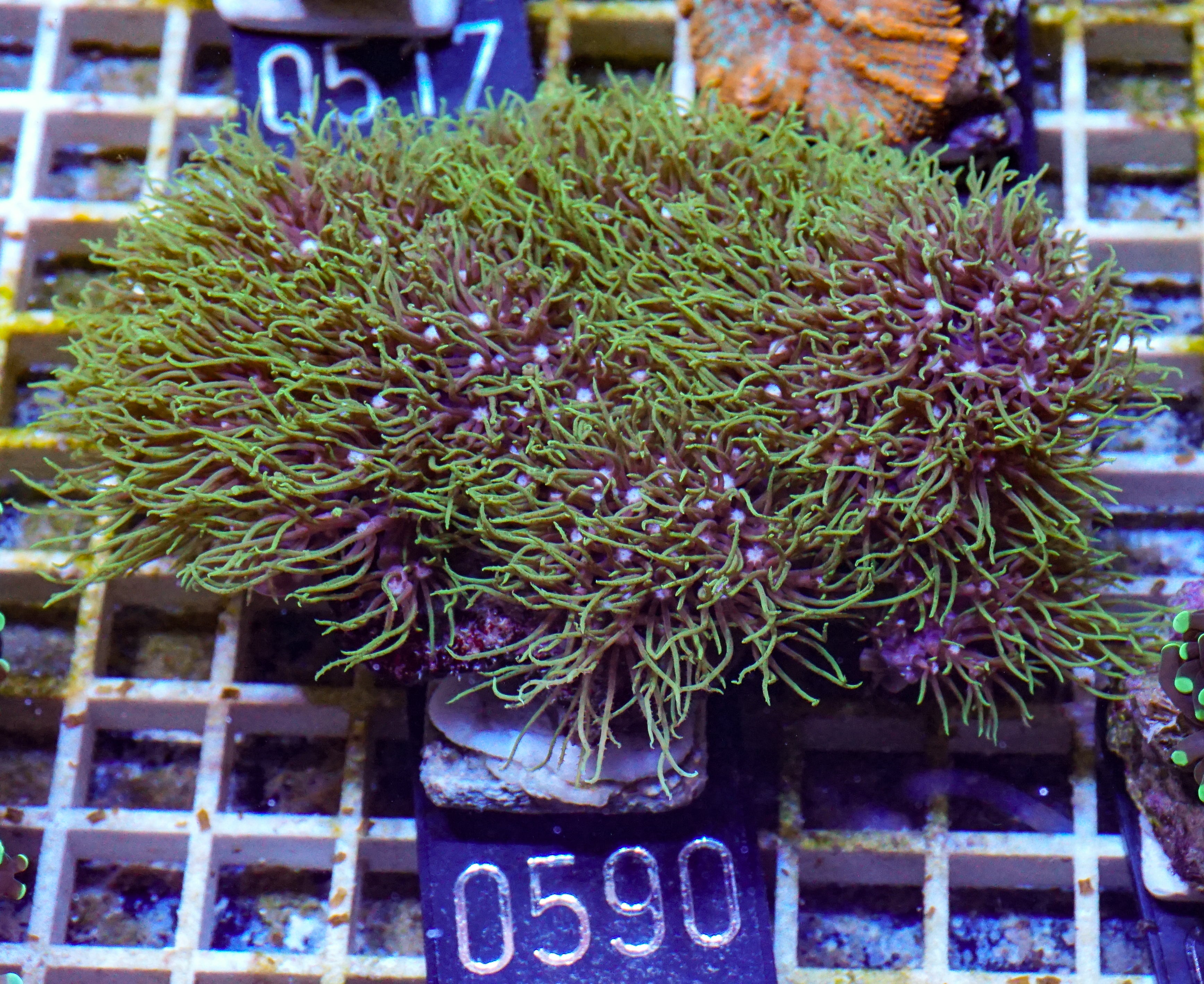 Briareum sp.
