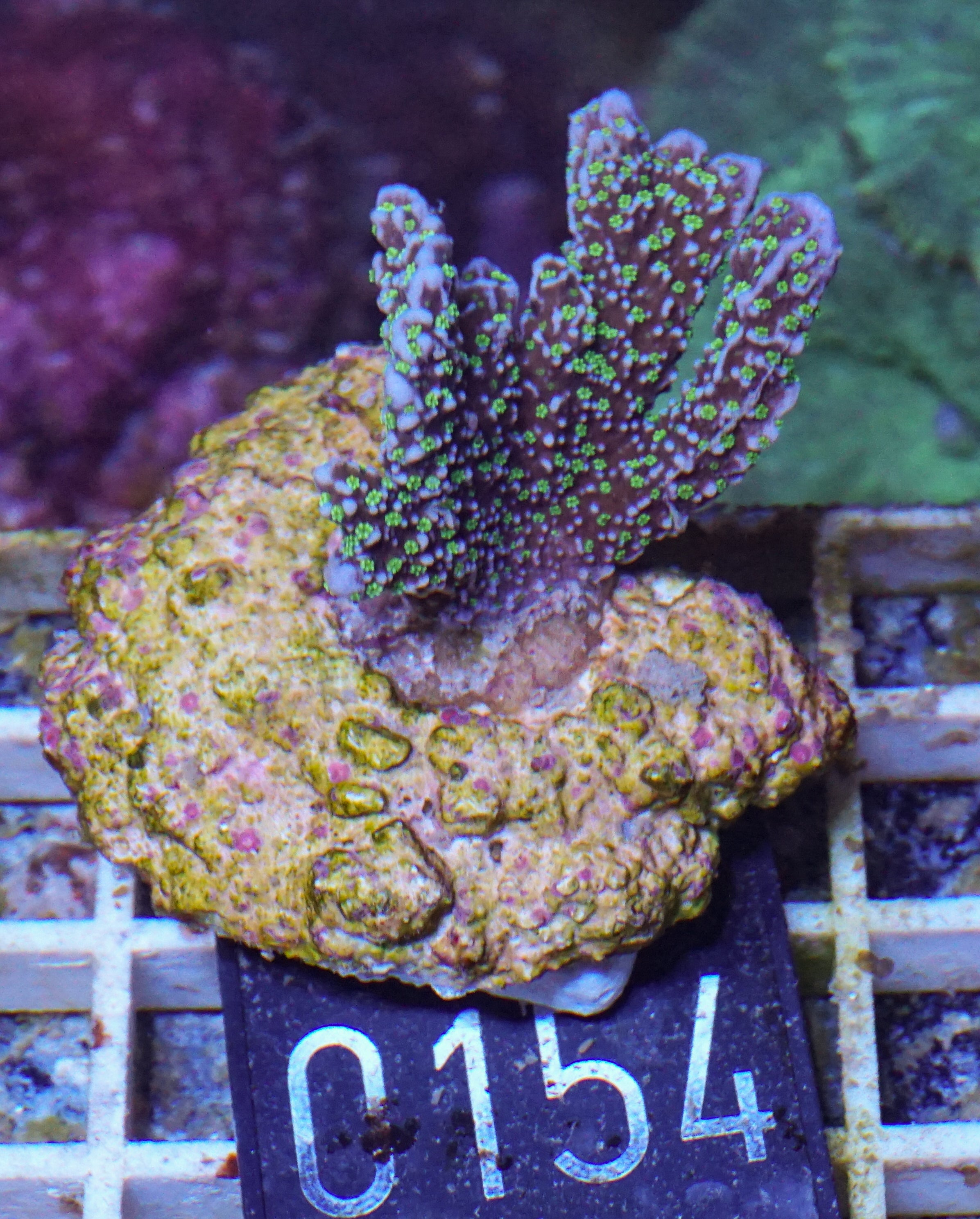 Montipora carinata “Star wars”