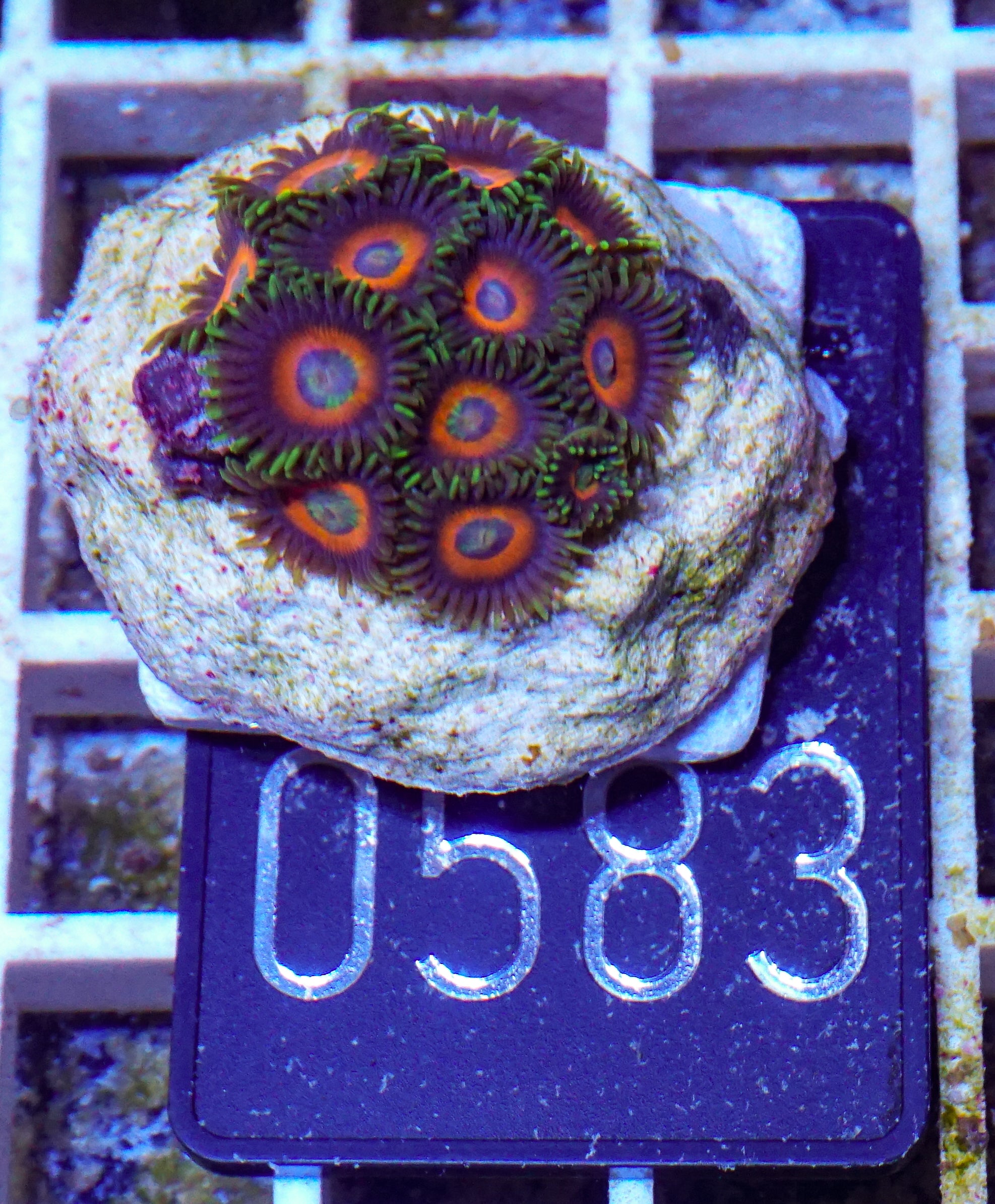 Zoanthus sp.