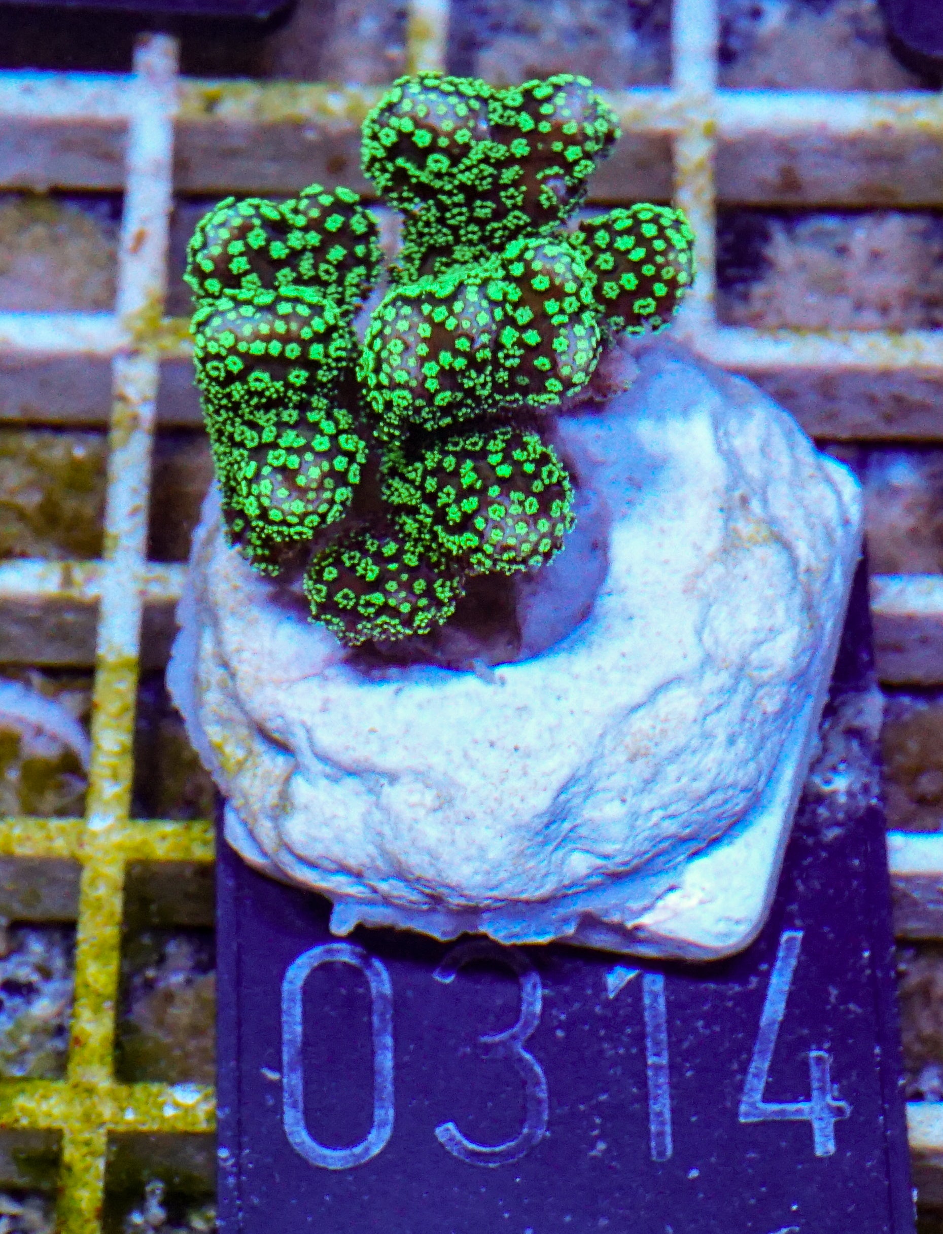 Stylophora pistillata "green"