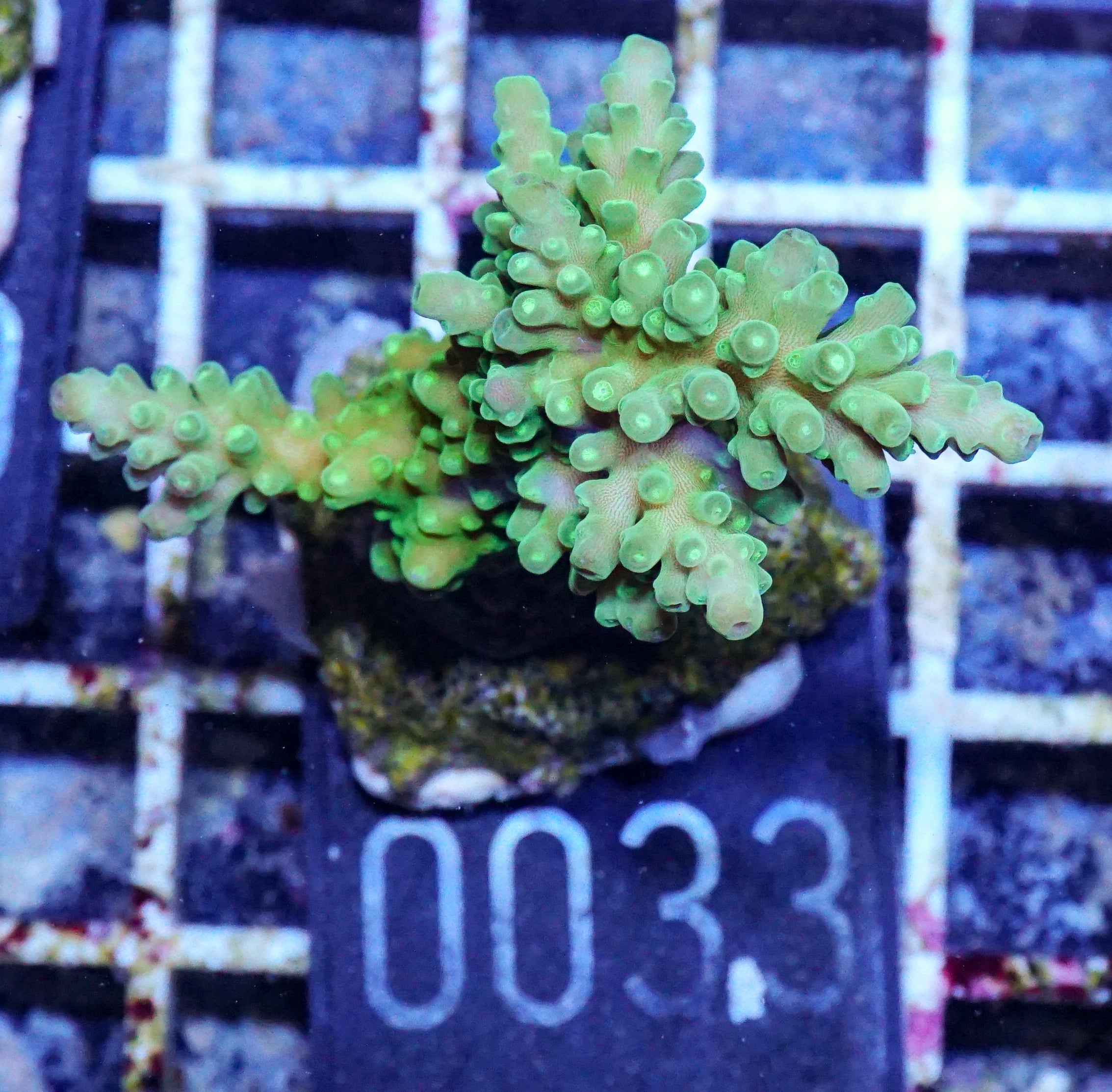 Acropora austera „golden age"