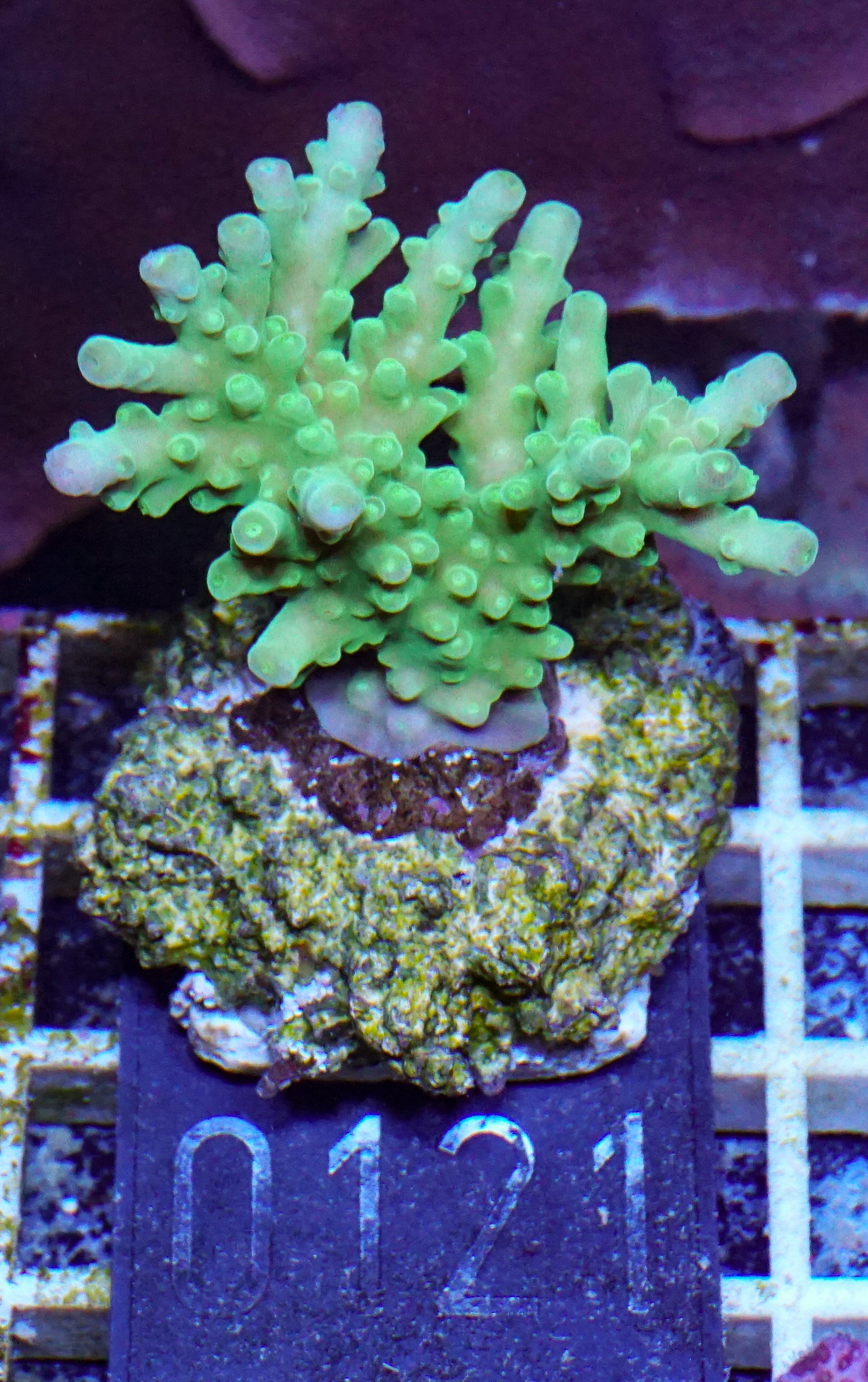 Acropora austera „golden age“