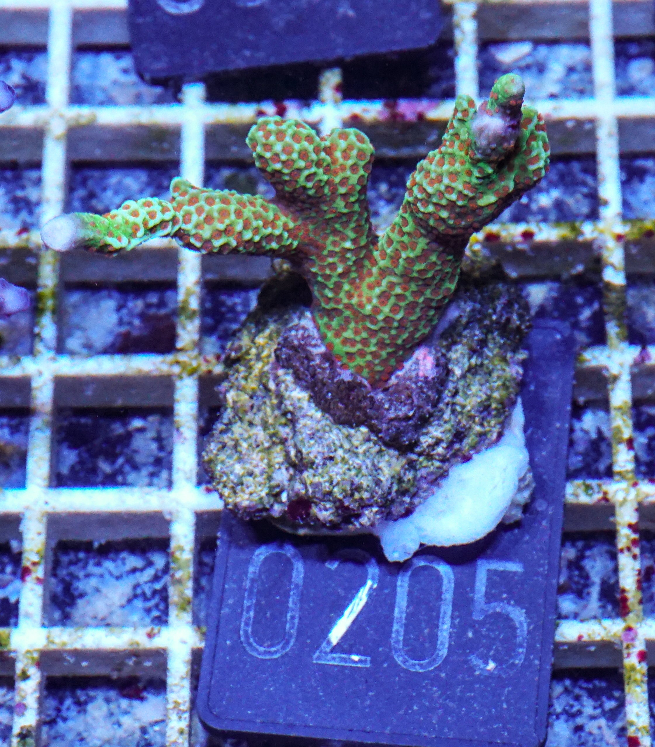 Montipora samarensis "forest fire"