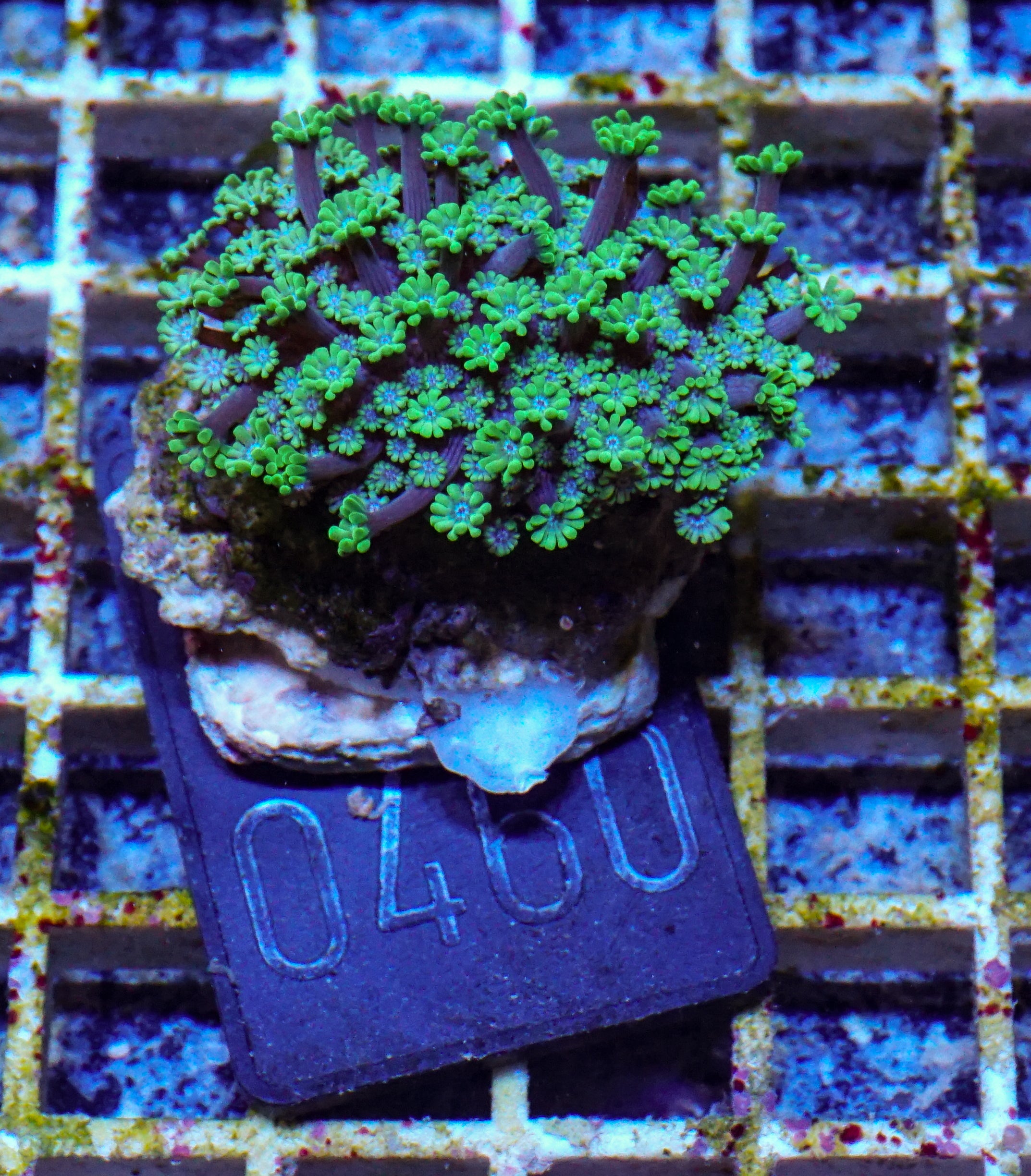 Alveopora sp. "grün"