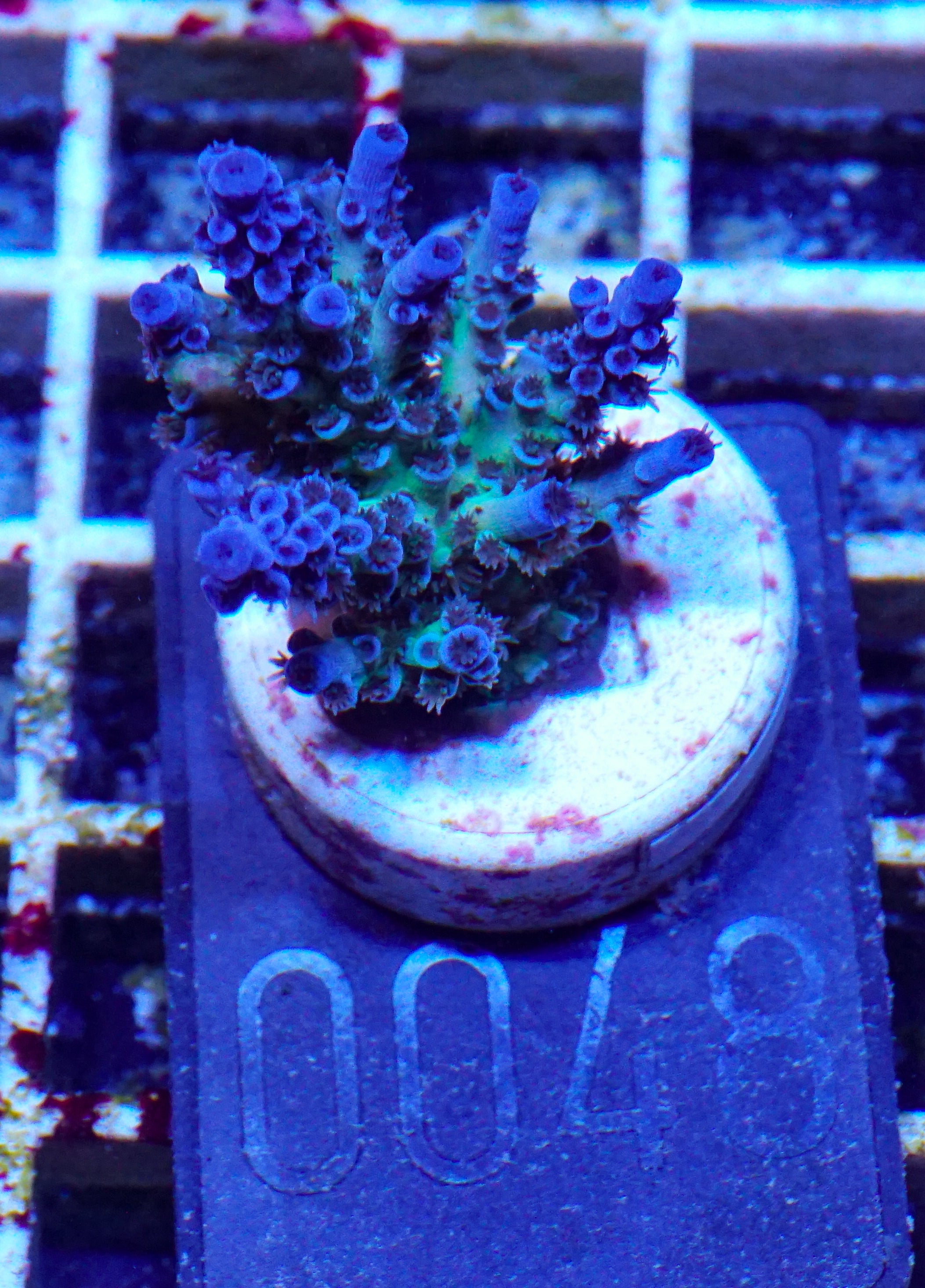 Acropora kenti "Twin" Grade 2