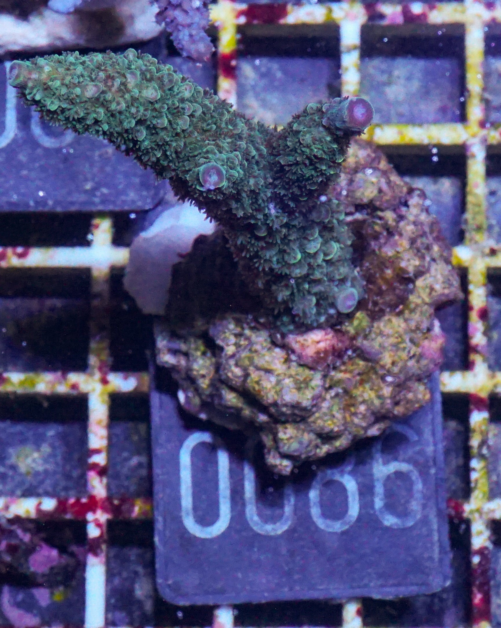 Acropora abrolhosenis „fluffy“