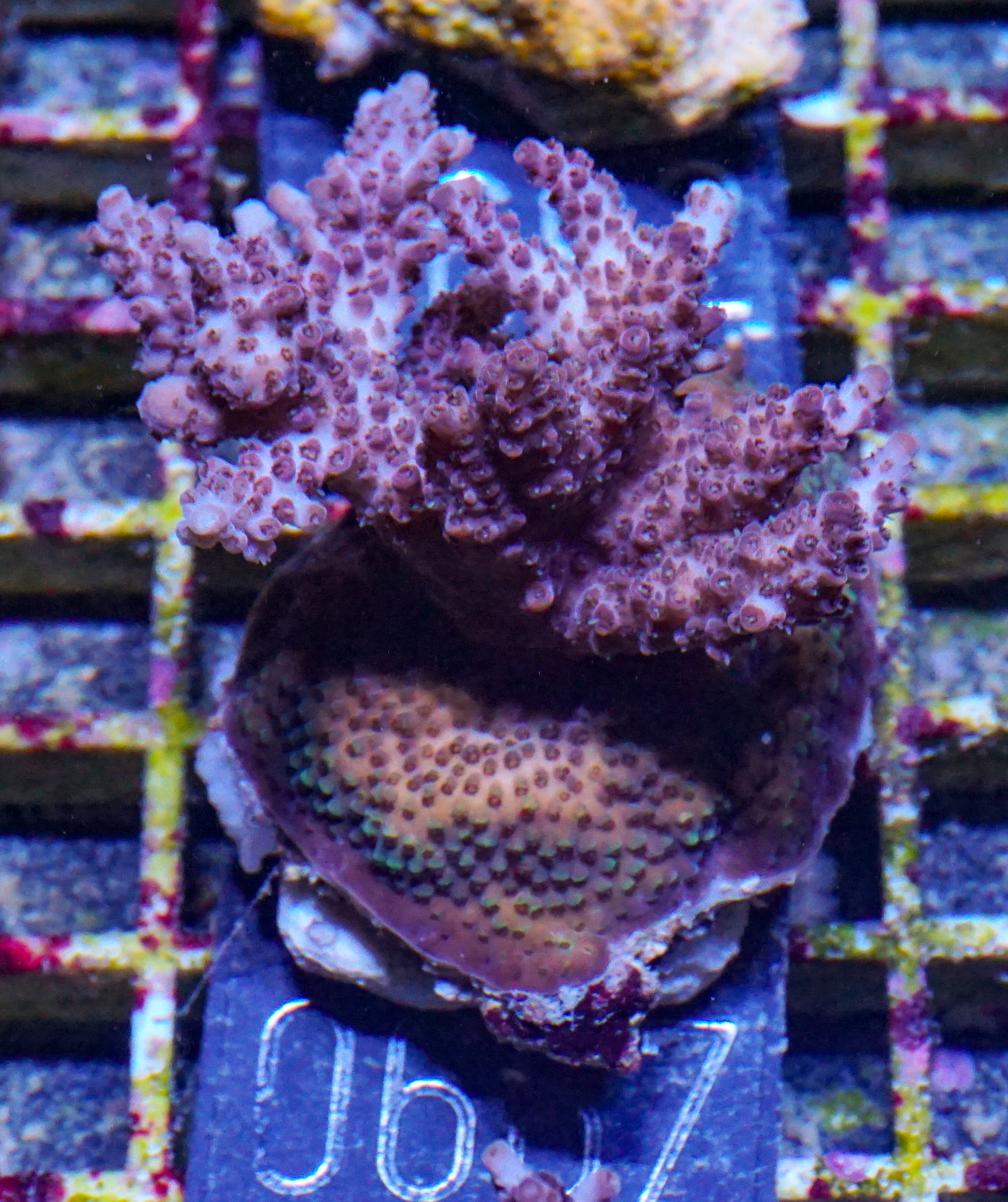 Acropora hyacinthus "pink lady"