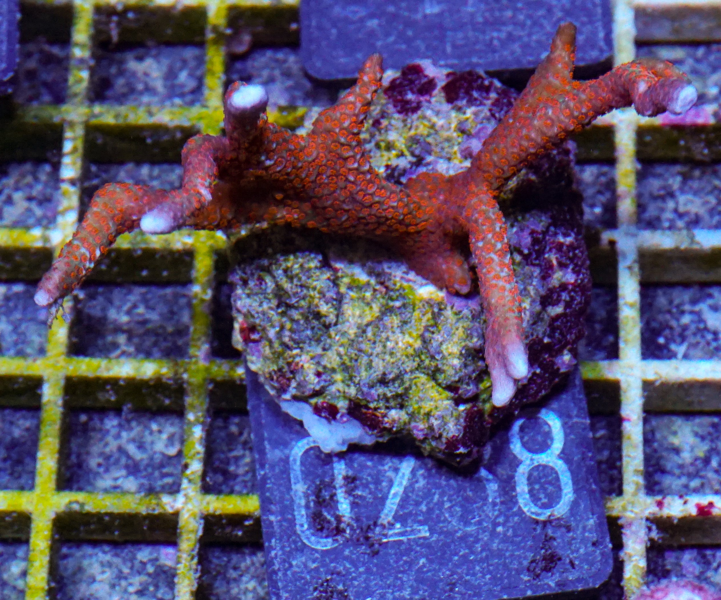 Montipora samarensis