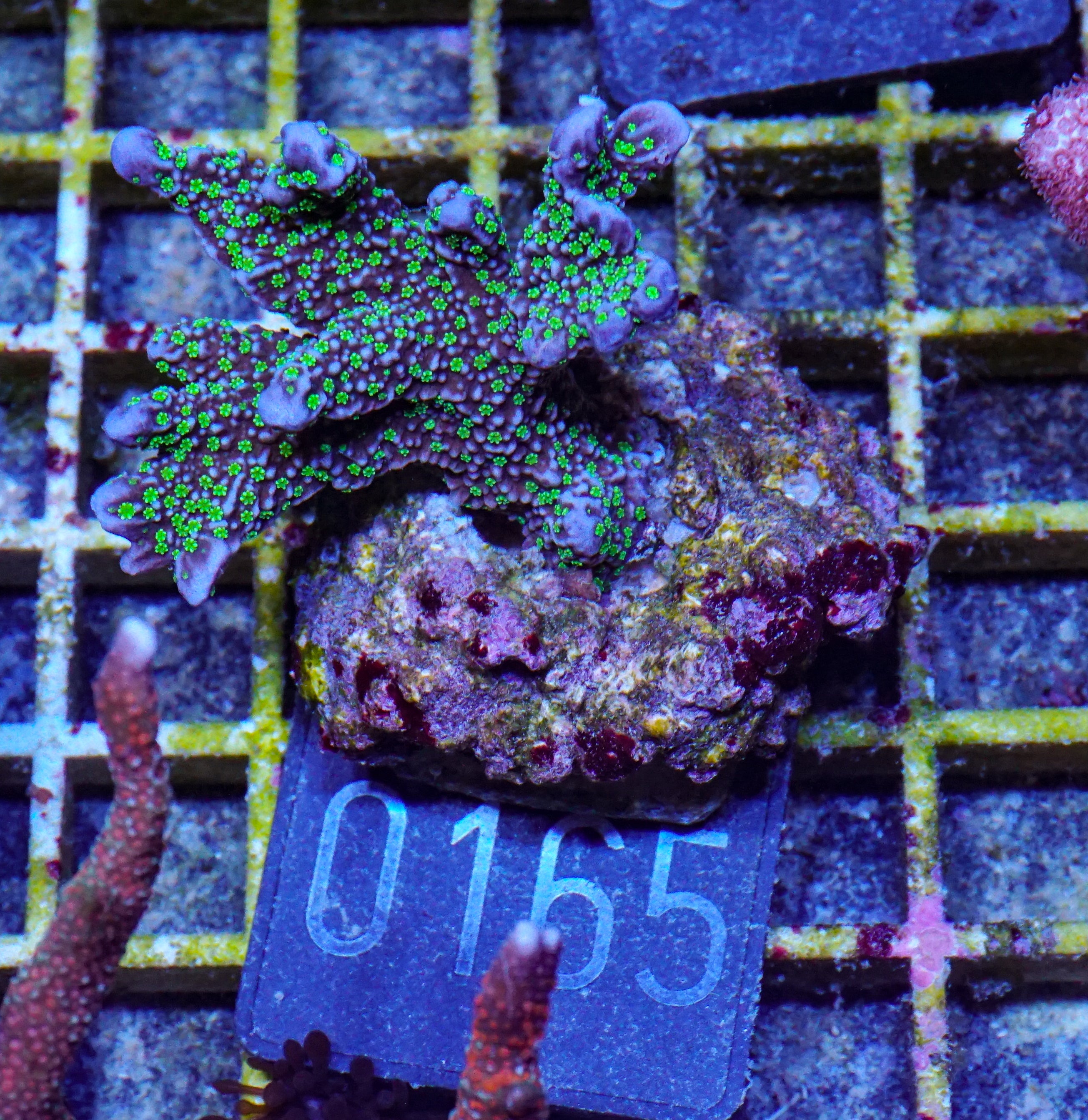 Montipora carinata “Star wars”