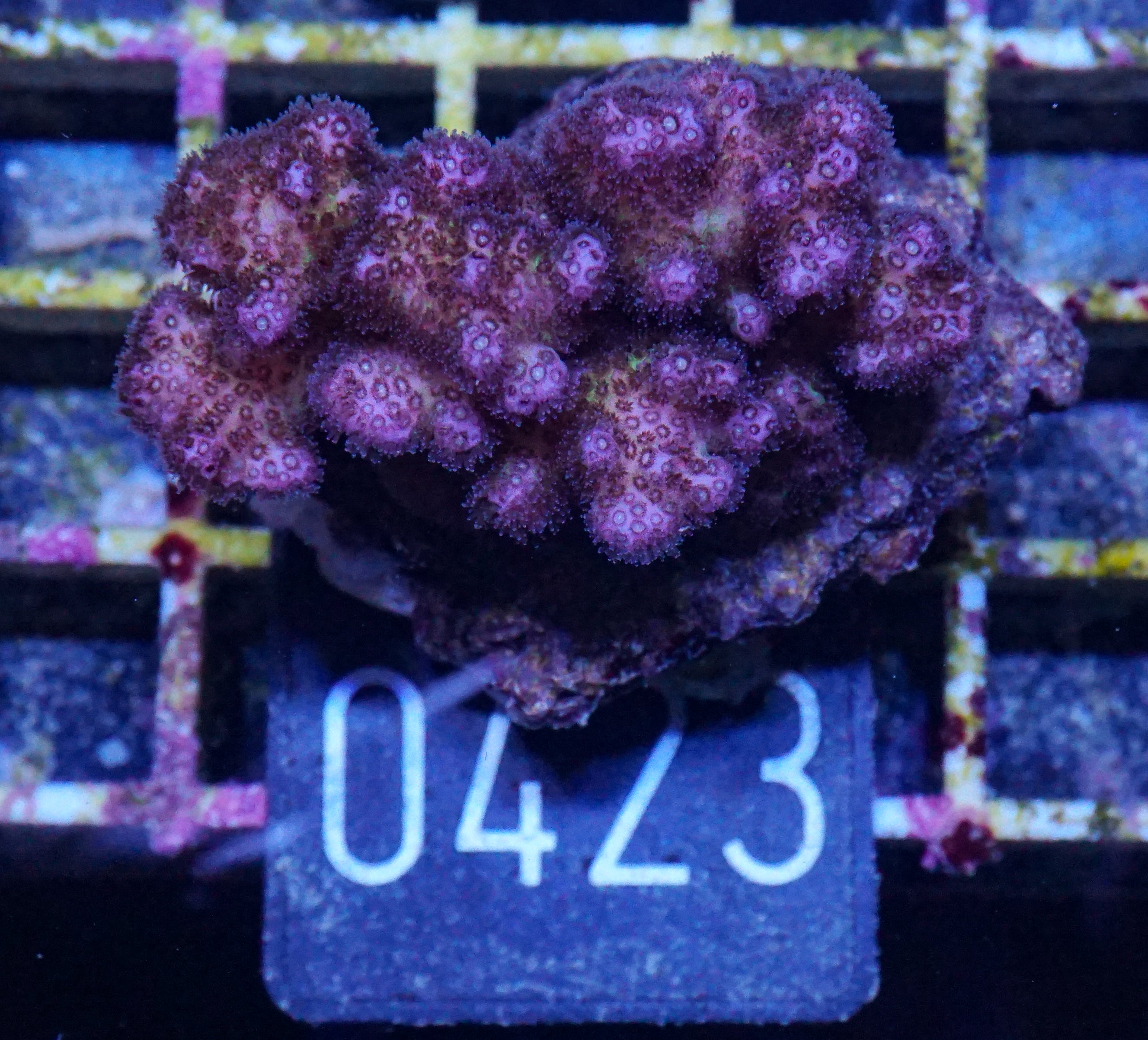 Pocillopora damicornis "pink"