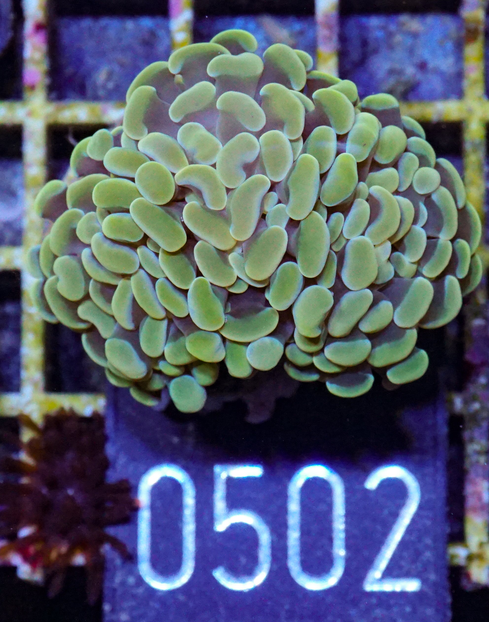 Euphyllia/Fimbriaphyllia paraancora "golden nugget" ultra