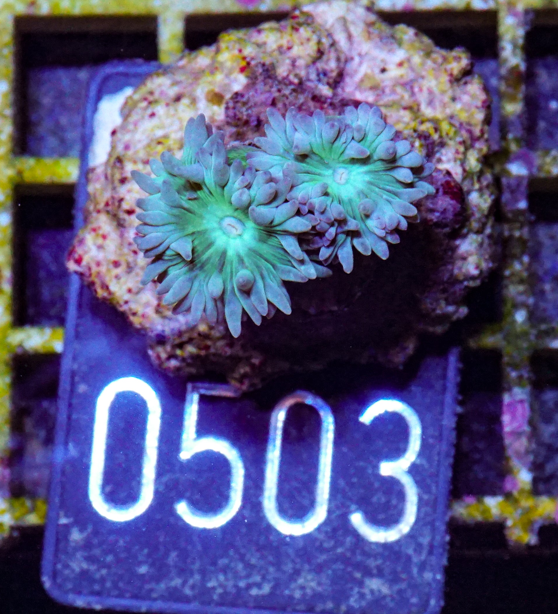 Duncanopsammia axifuga „Bartkoralle“