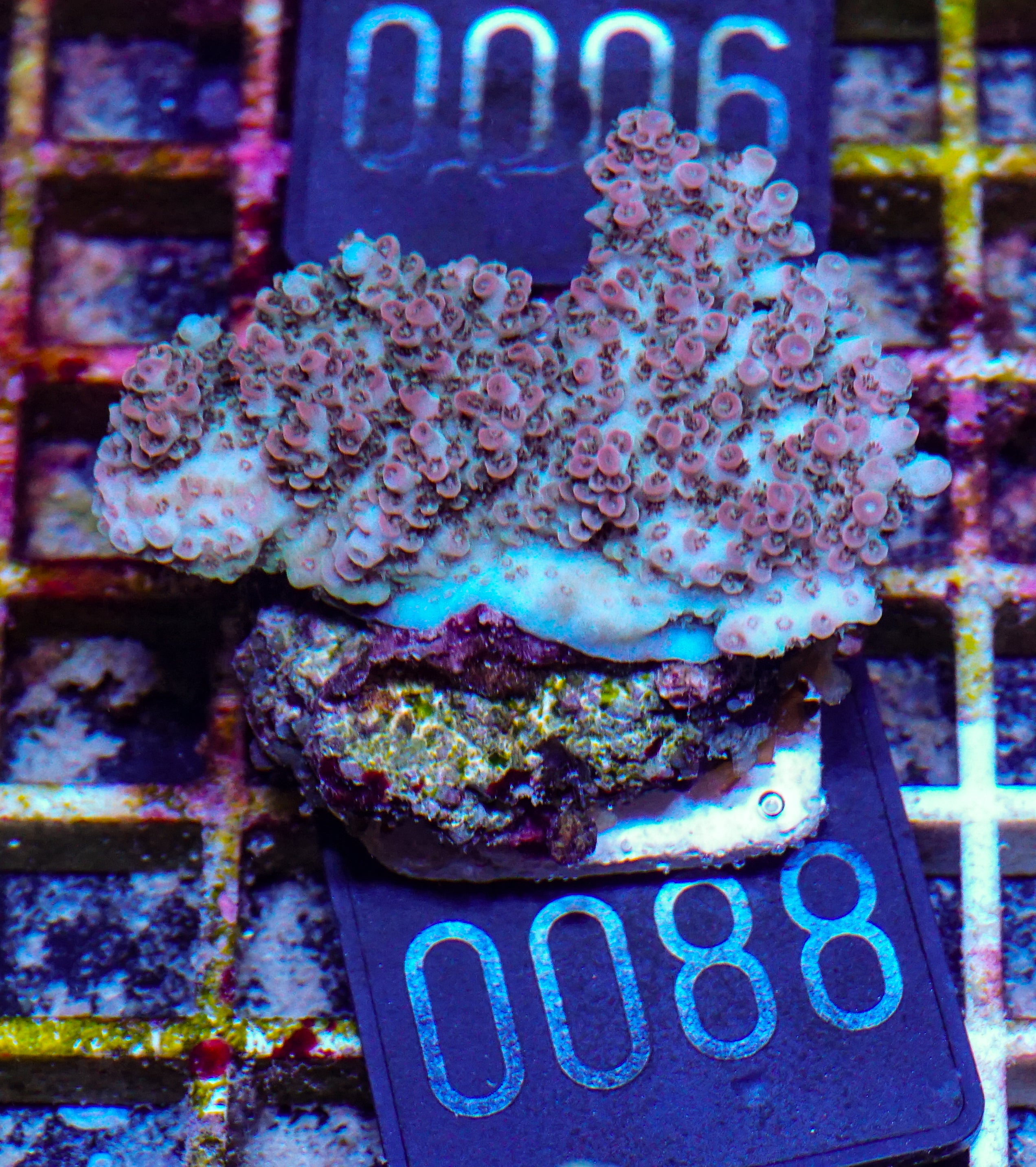 Acropora cytherea „pink tips“