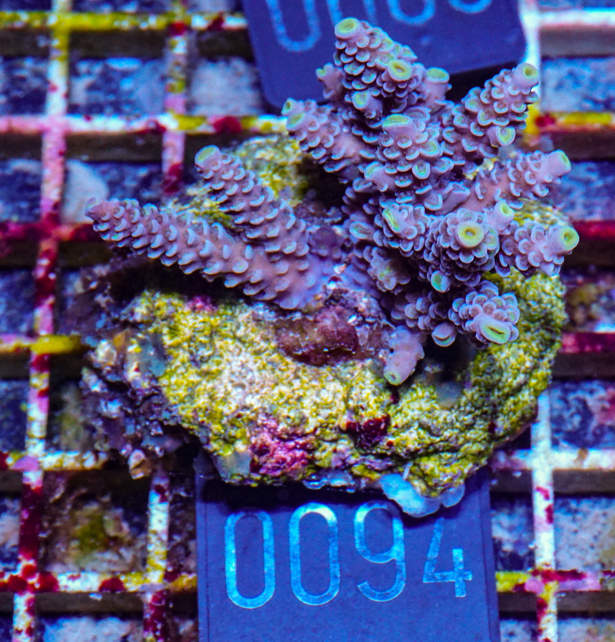 Acropora tenuis „Walt Disney art"