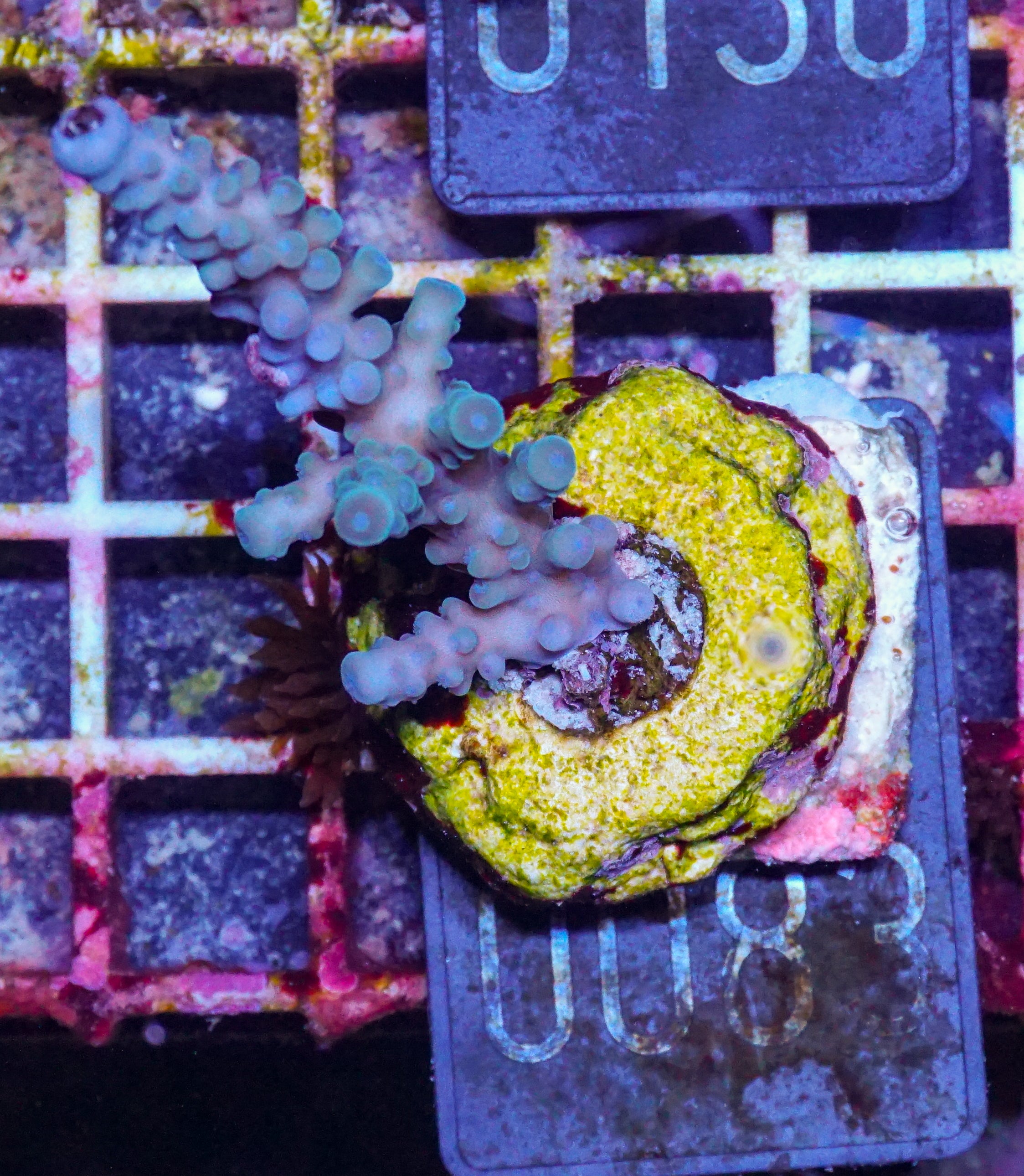 Acropora caduus "hellblau"