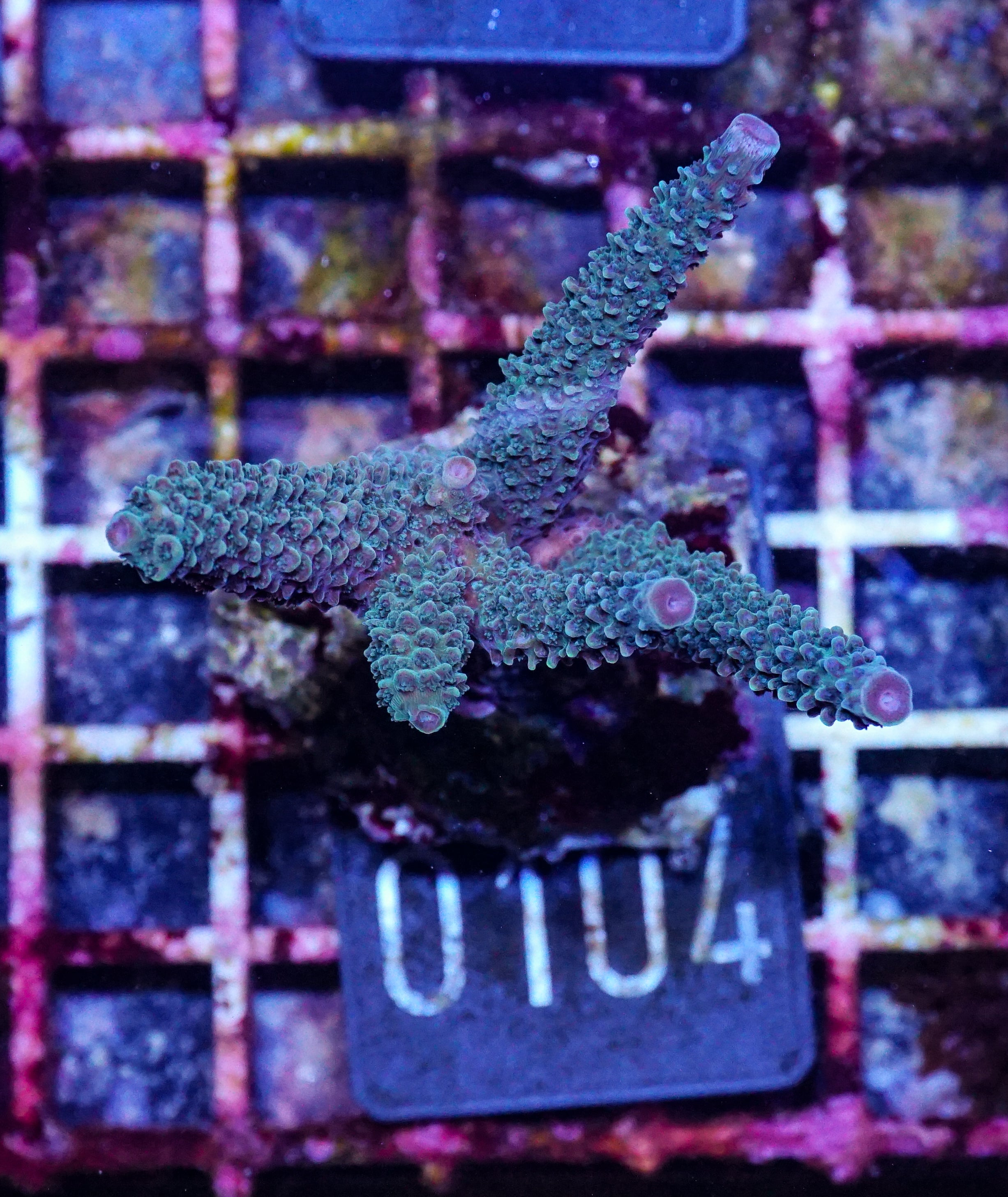 Acropora abrolhosenis „fluffy“