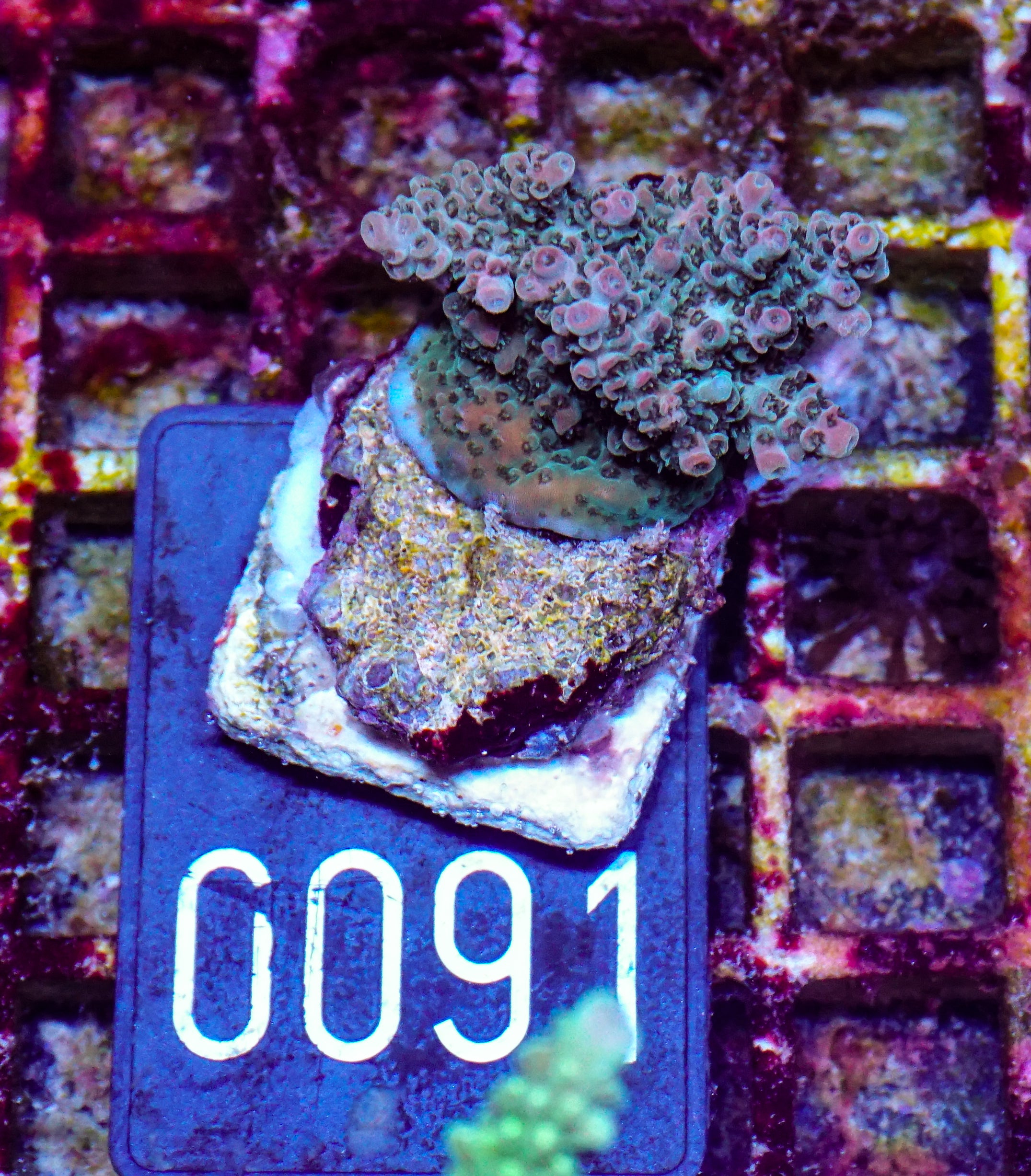 Acropora cytherea „pink tips“