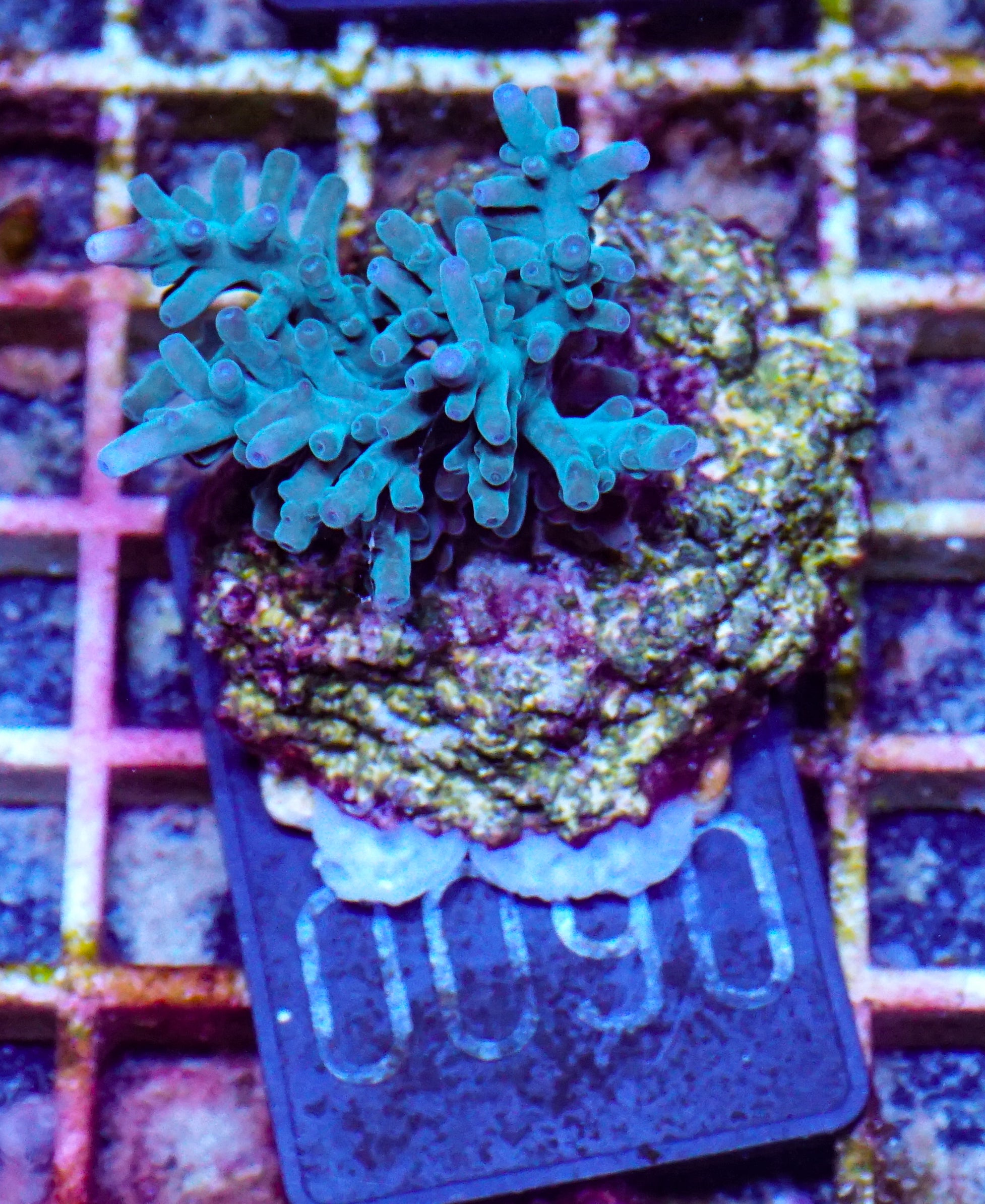 Acropora echinata