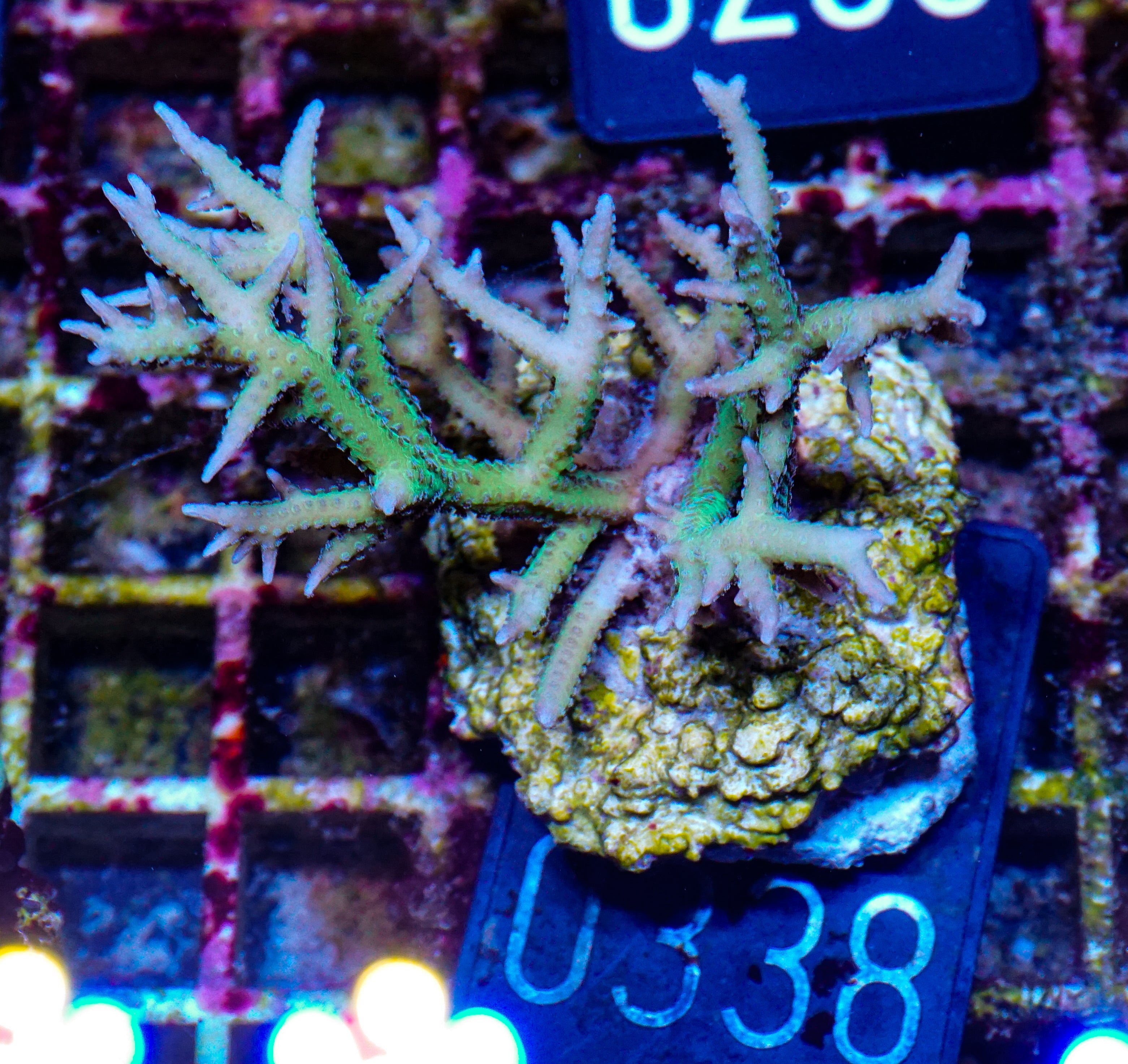 Seriatopora hystix "grün"