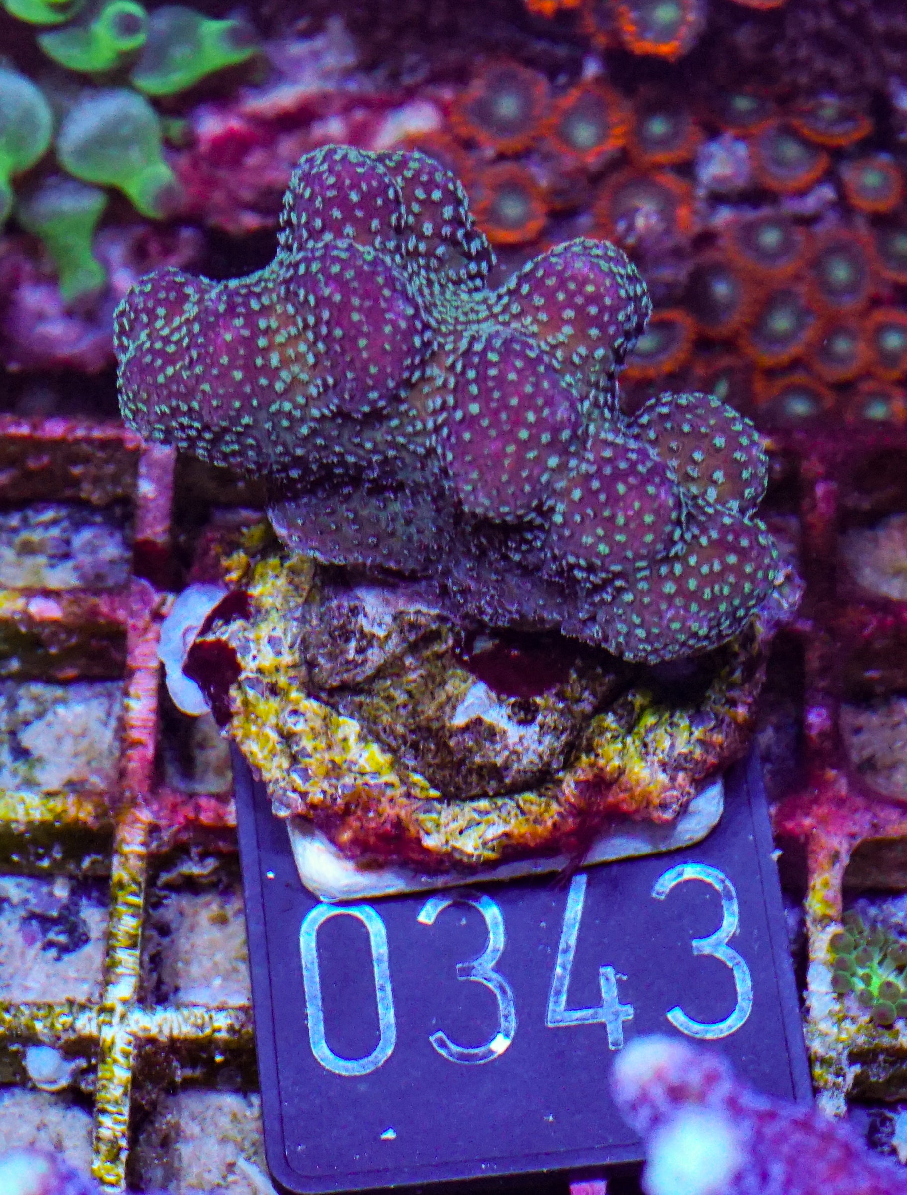 Stylophora pistillata "pink"