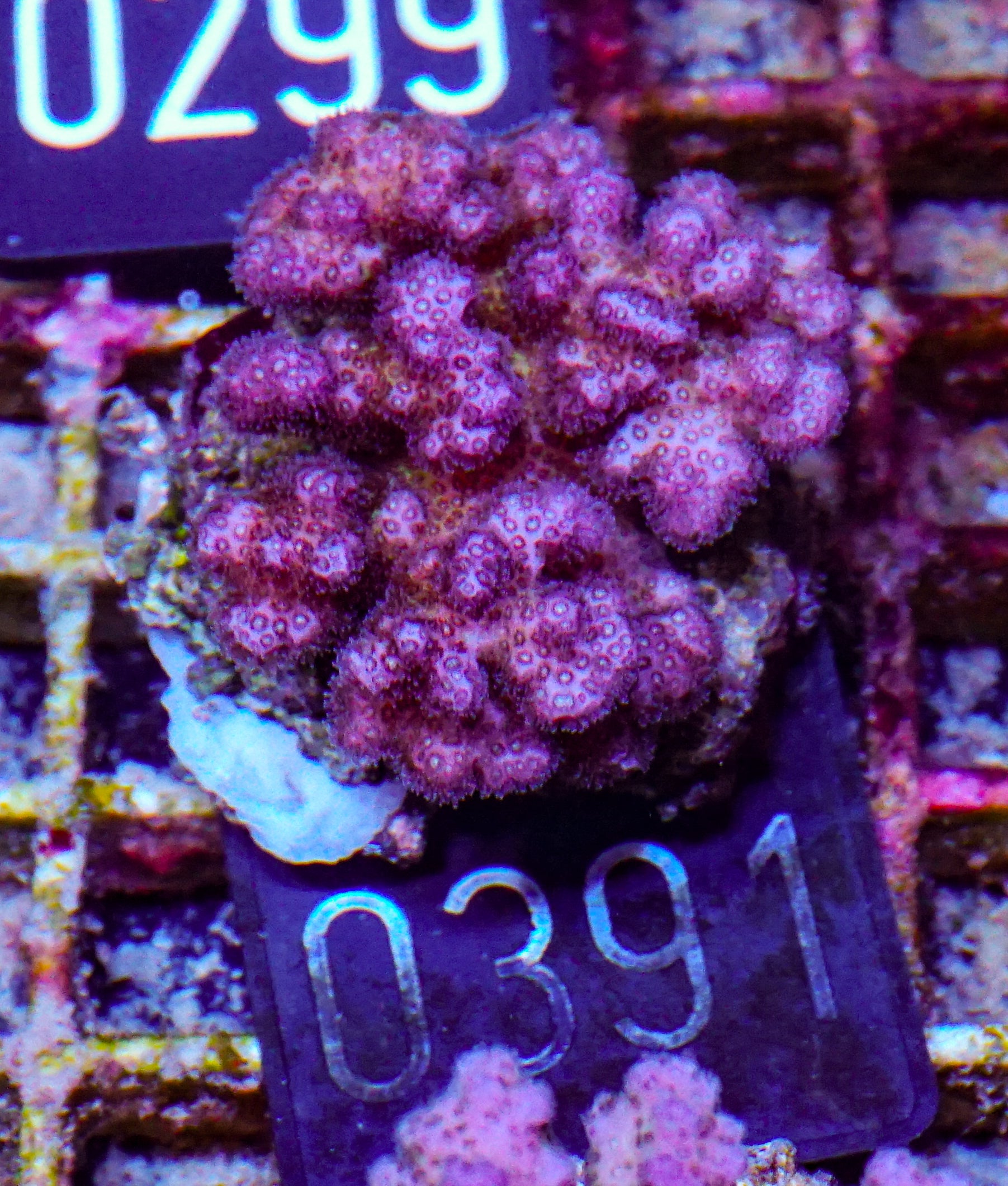 Pocillopora damicornis "pink"