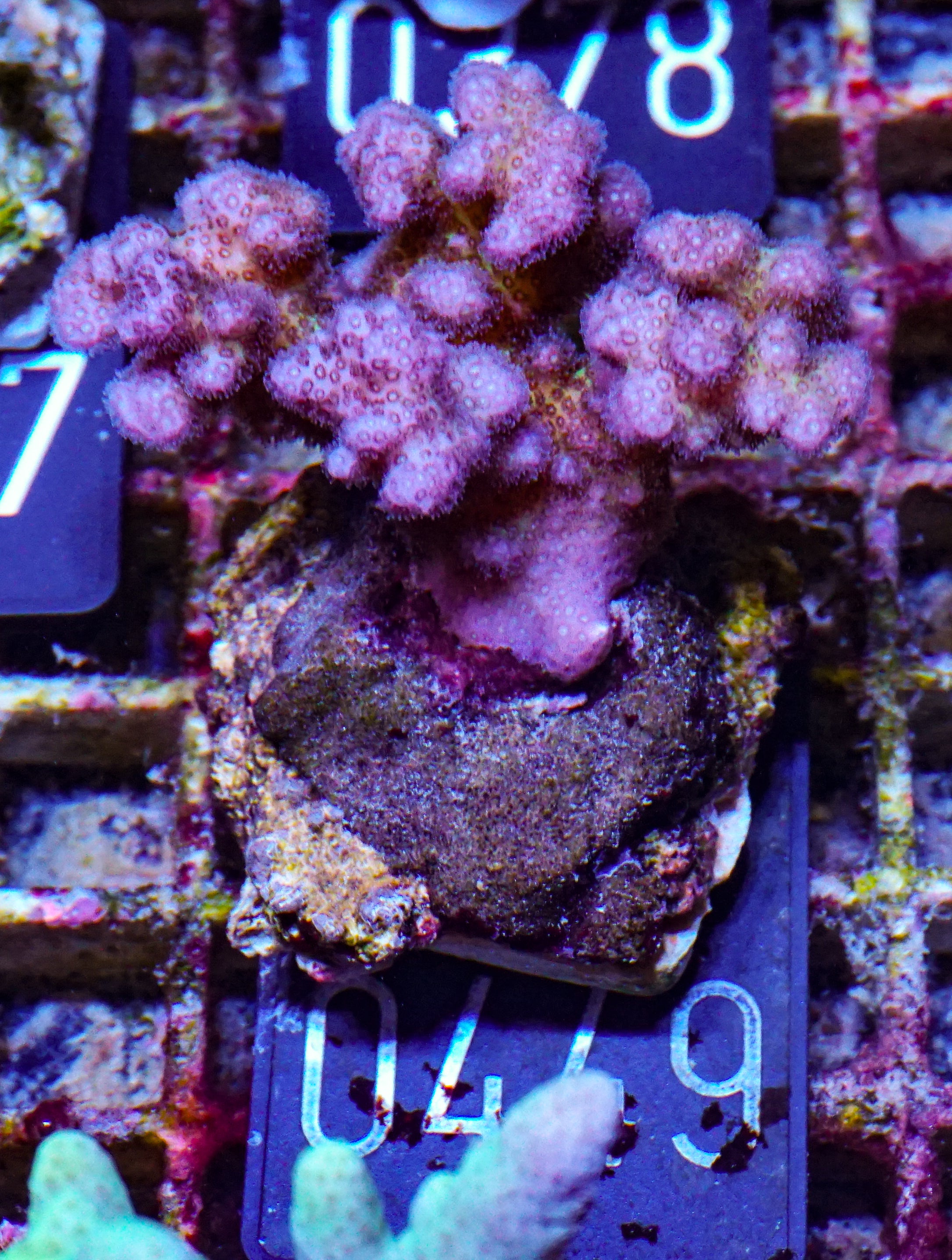 Pocillopora verrucosa "pink"