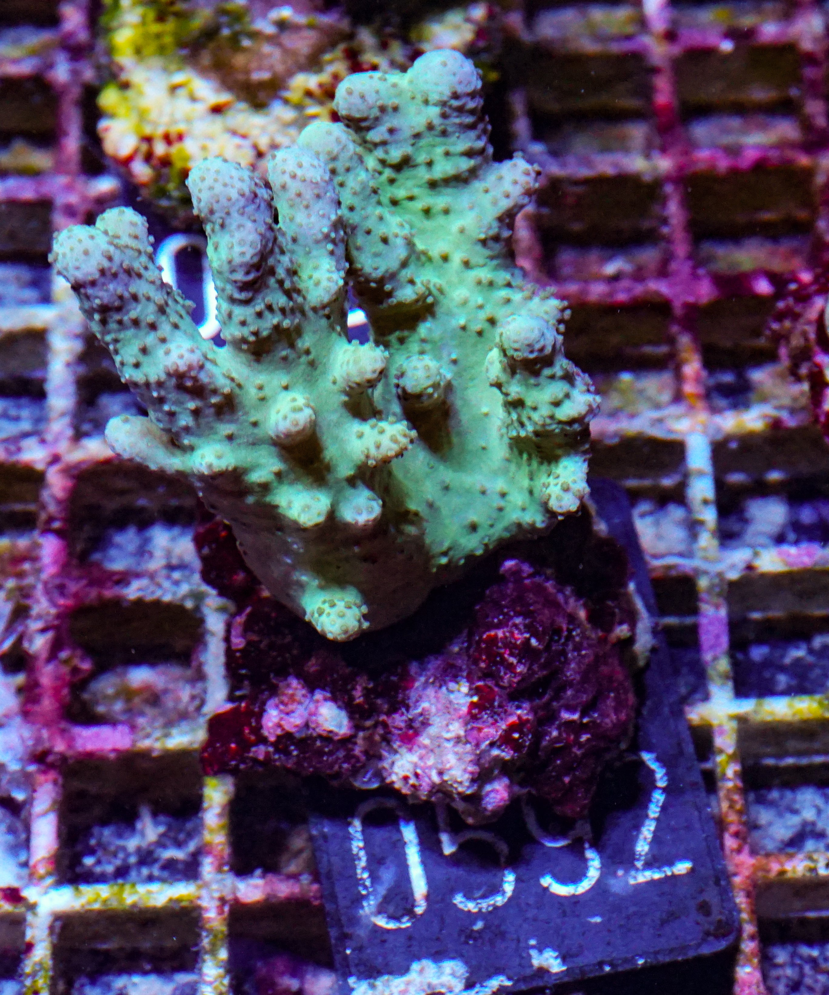 Lobophytum sp. „grün“
