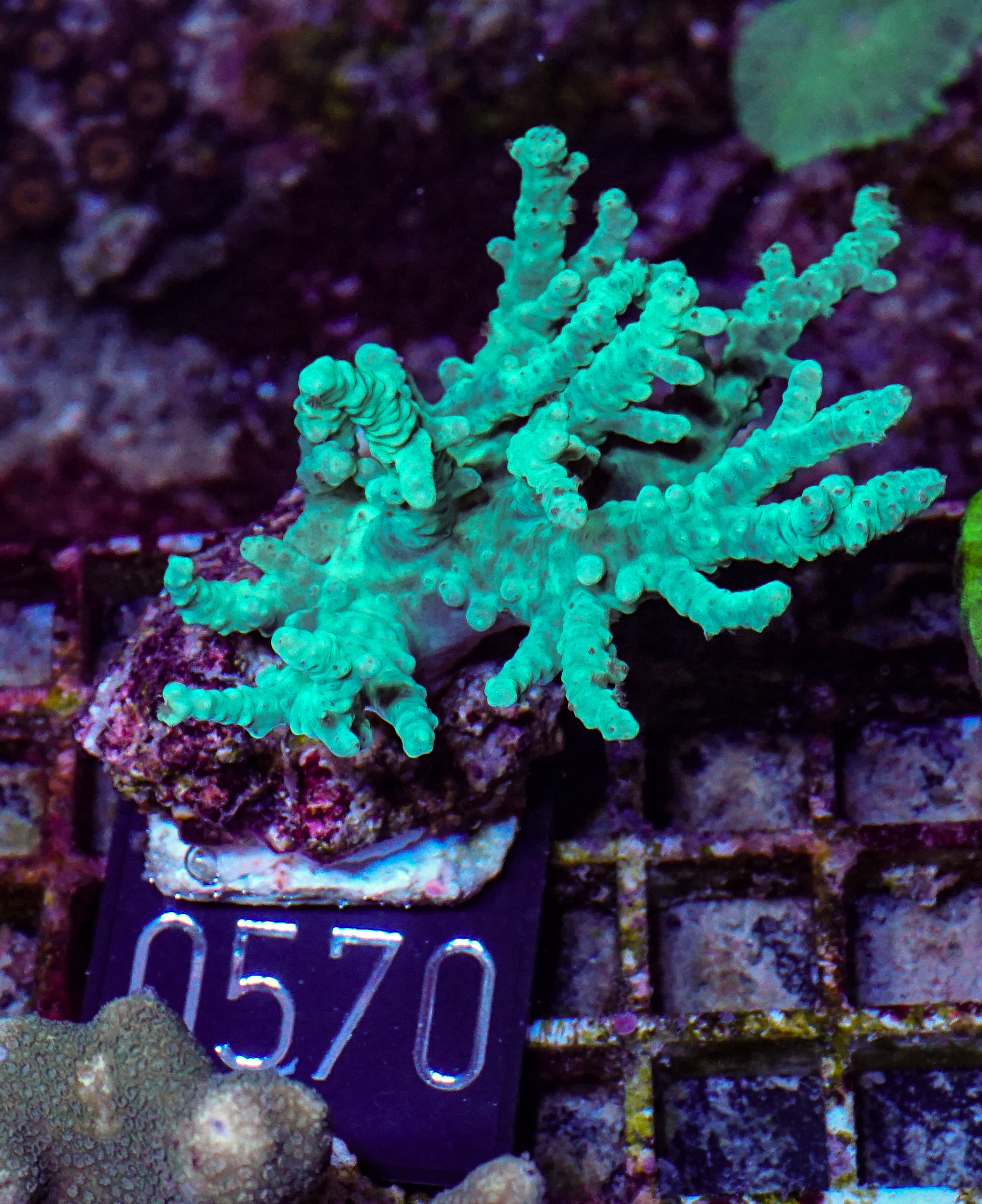Sinularia/ Sclerophytum sp. „grün“