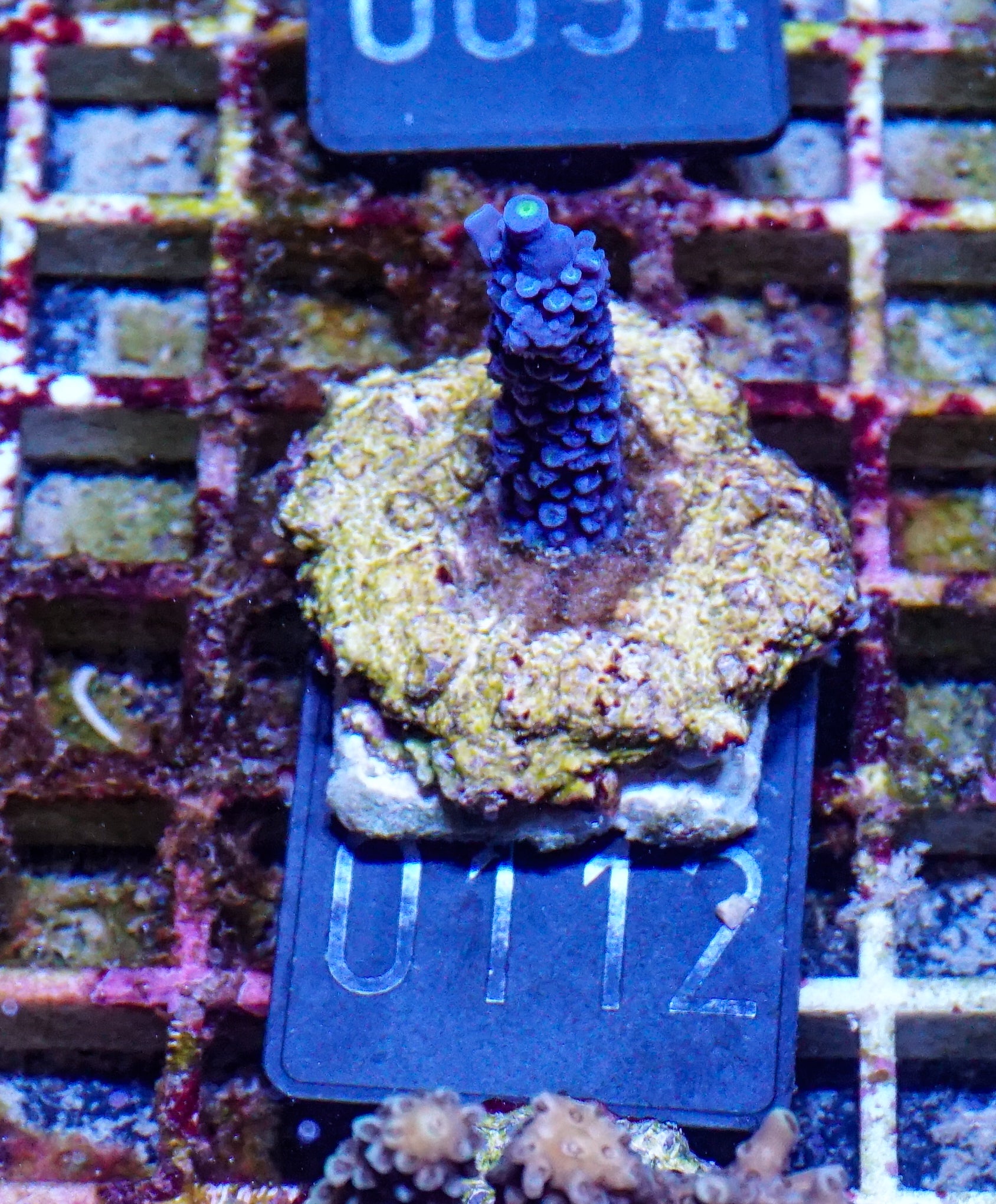Acropora hoeskmai „blue robin“