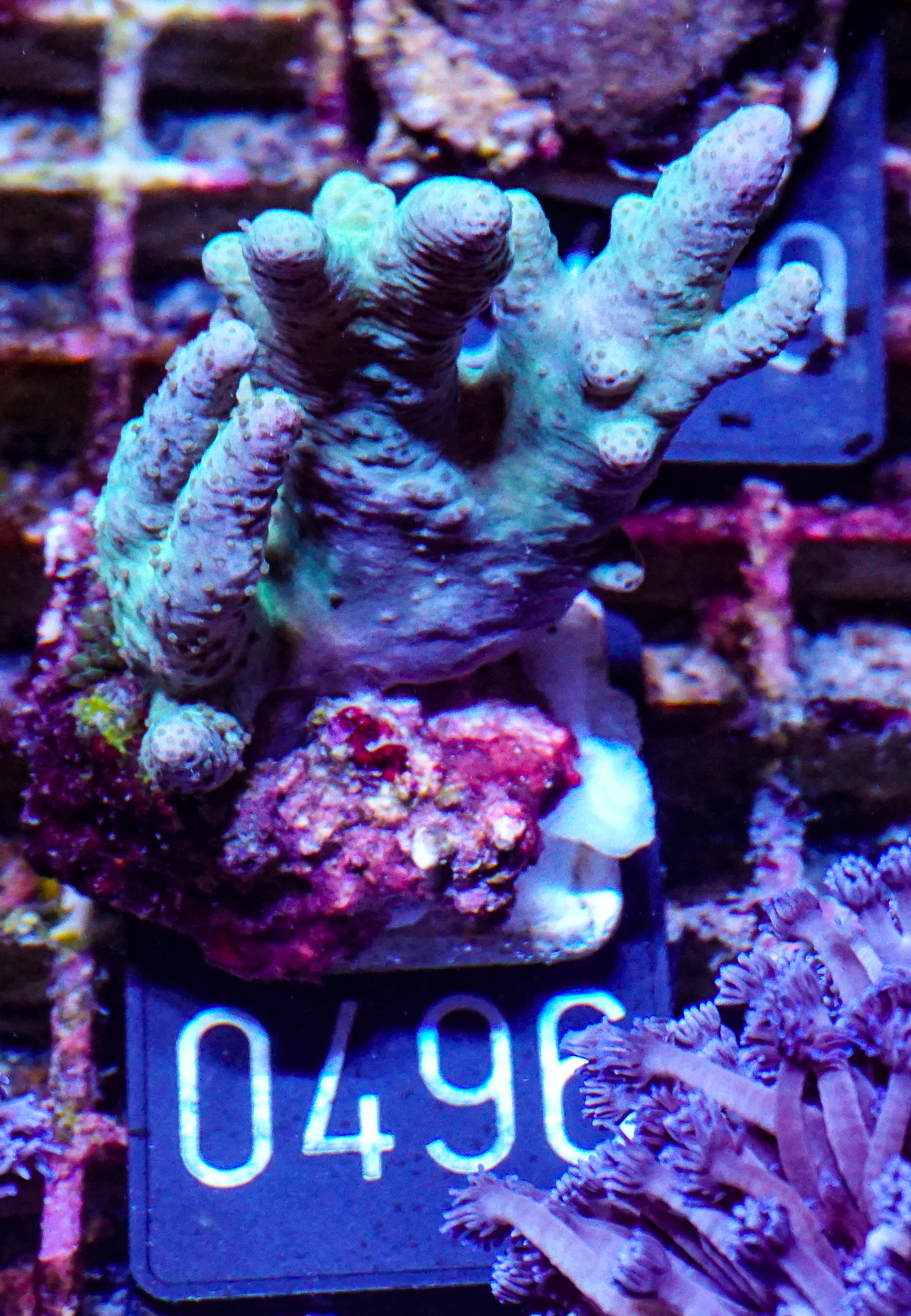 Lobophytum sp. „grün“