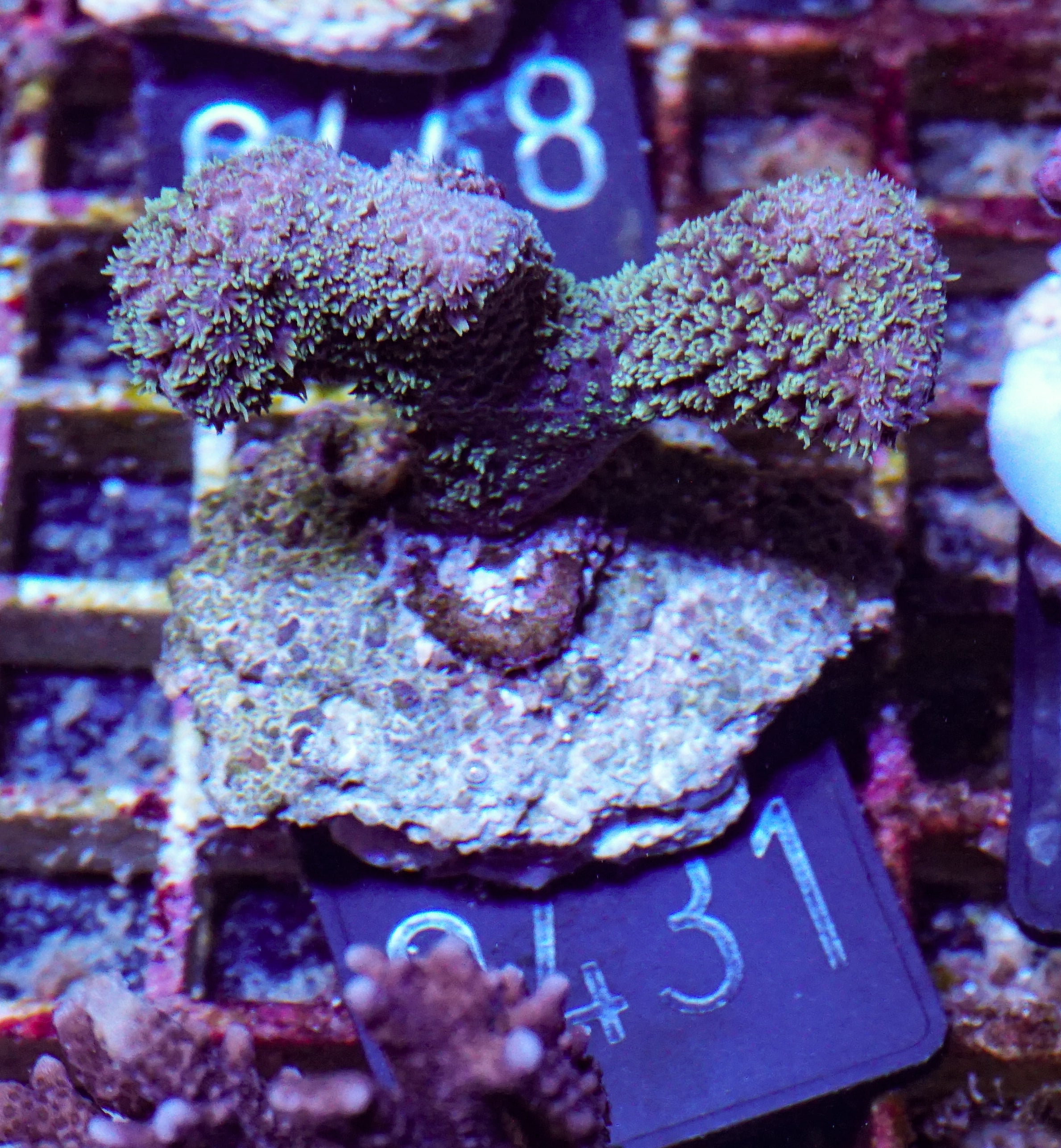 Porites porites