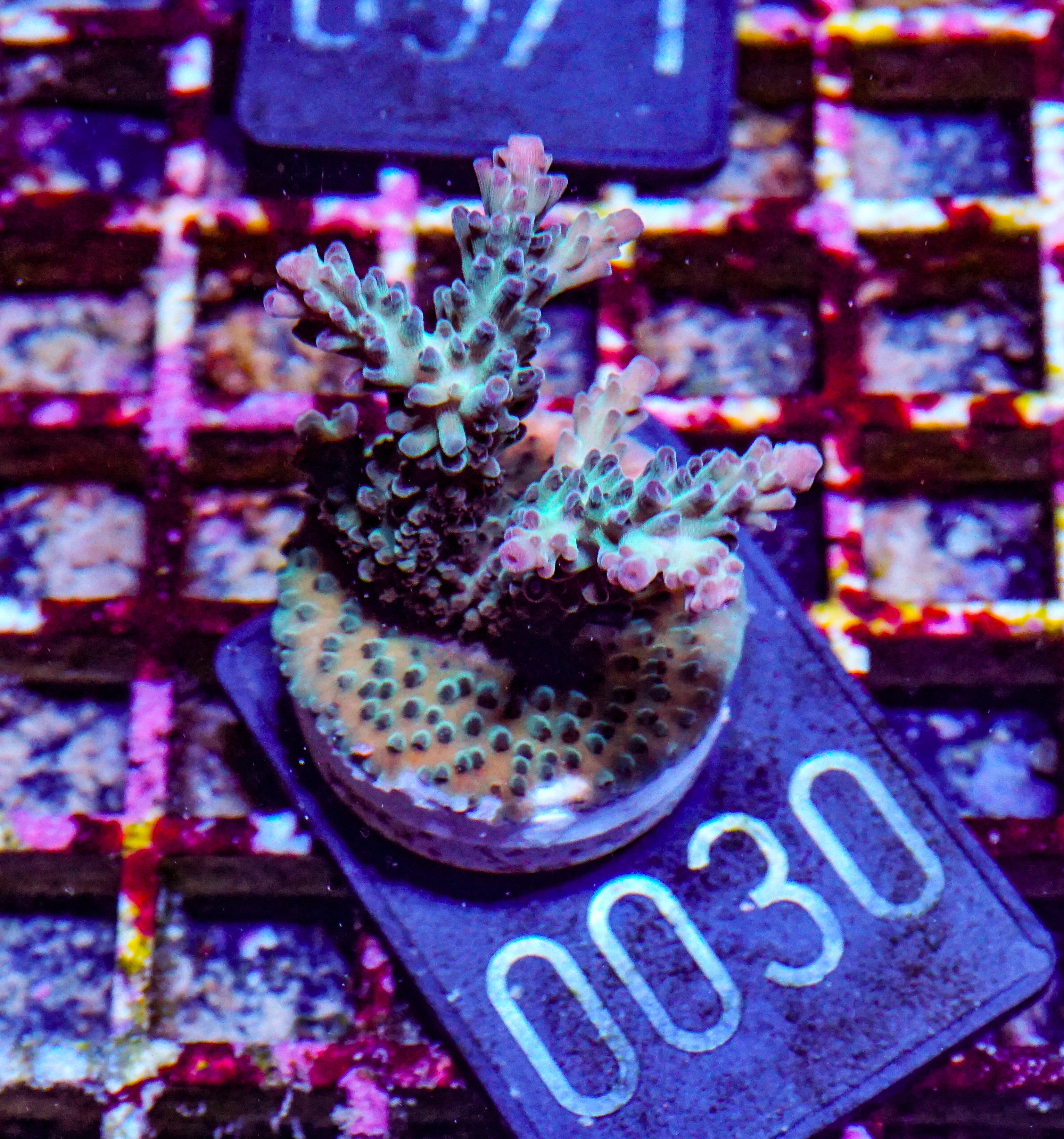 Acropora nasuta "twin"