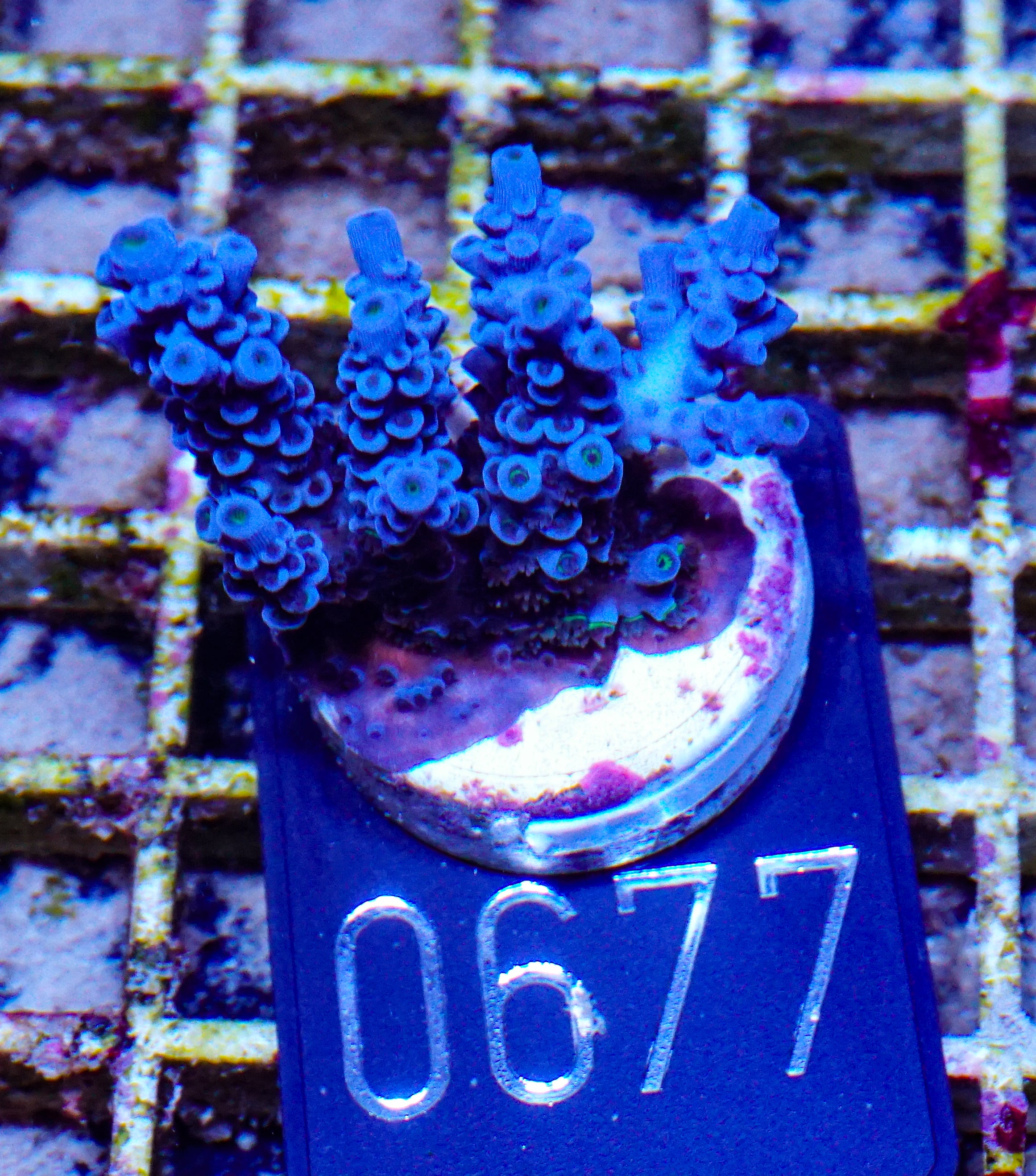 Acropora kenti "Twin" Grade 2